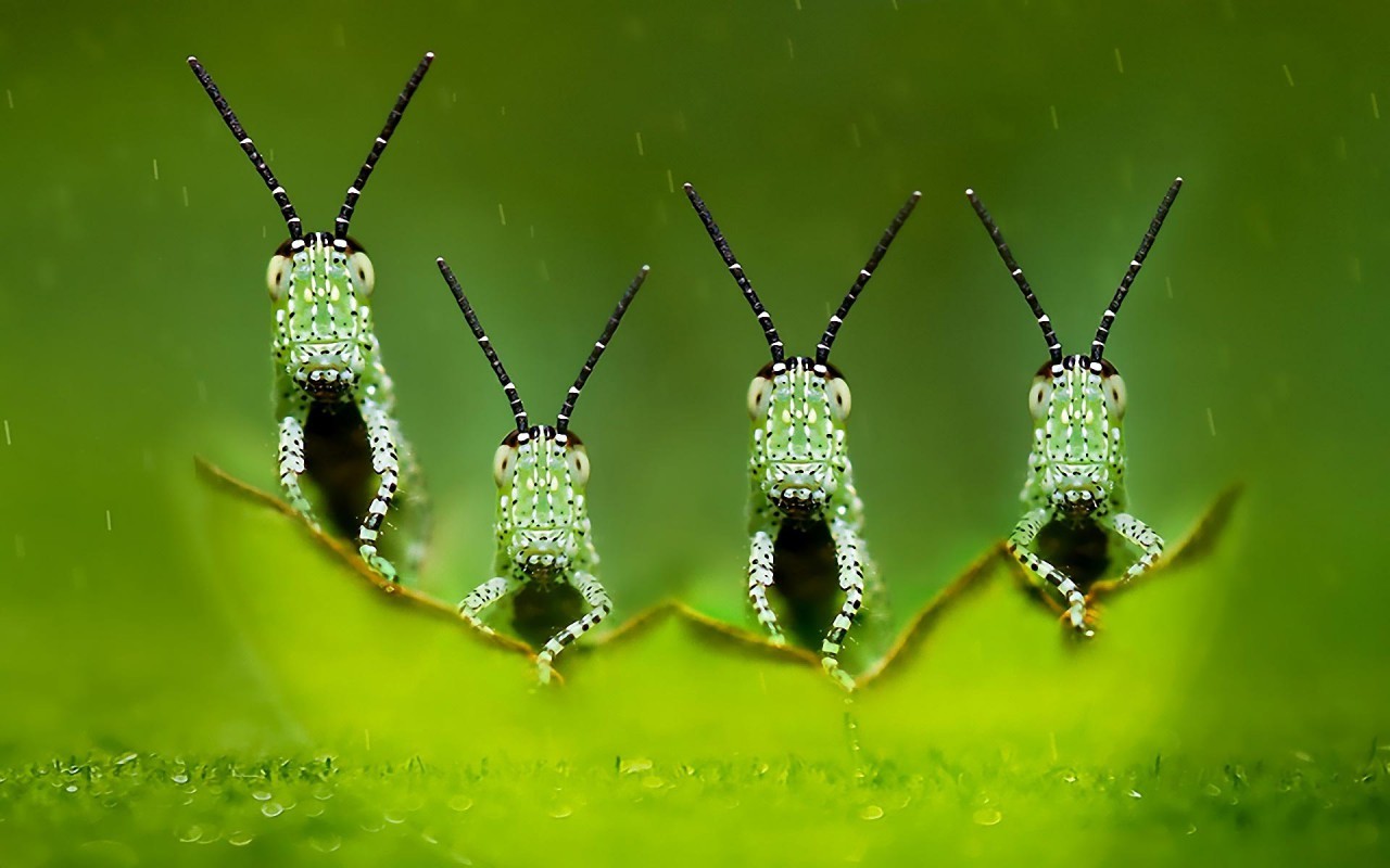 Four Elements Green Macro Photography Blurred Depth Of Field Insect 1280x800