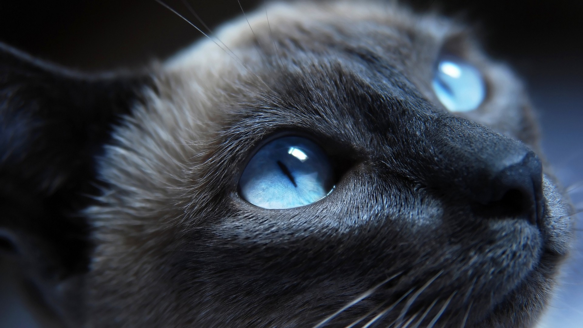 Cats Blue Eyes Animals Siamese Cats 1920x1080