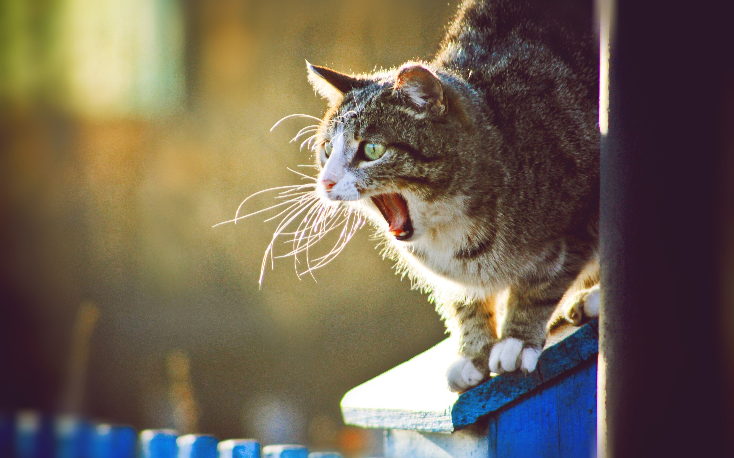 Animals Cats Yawning 2560x1600