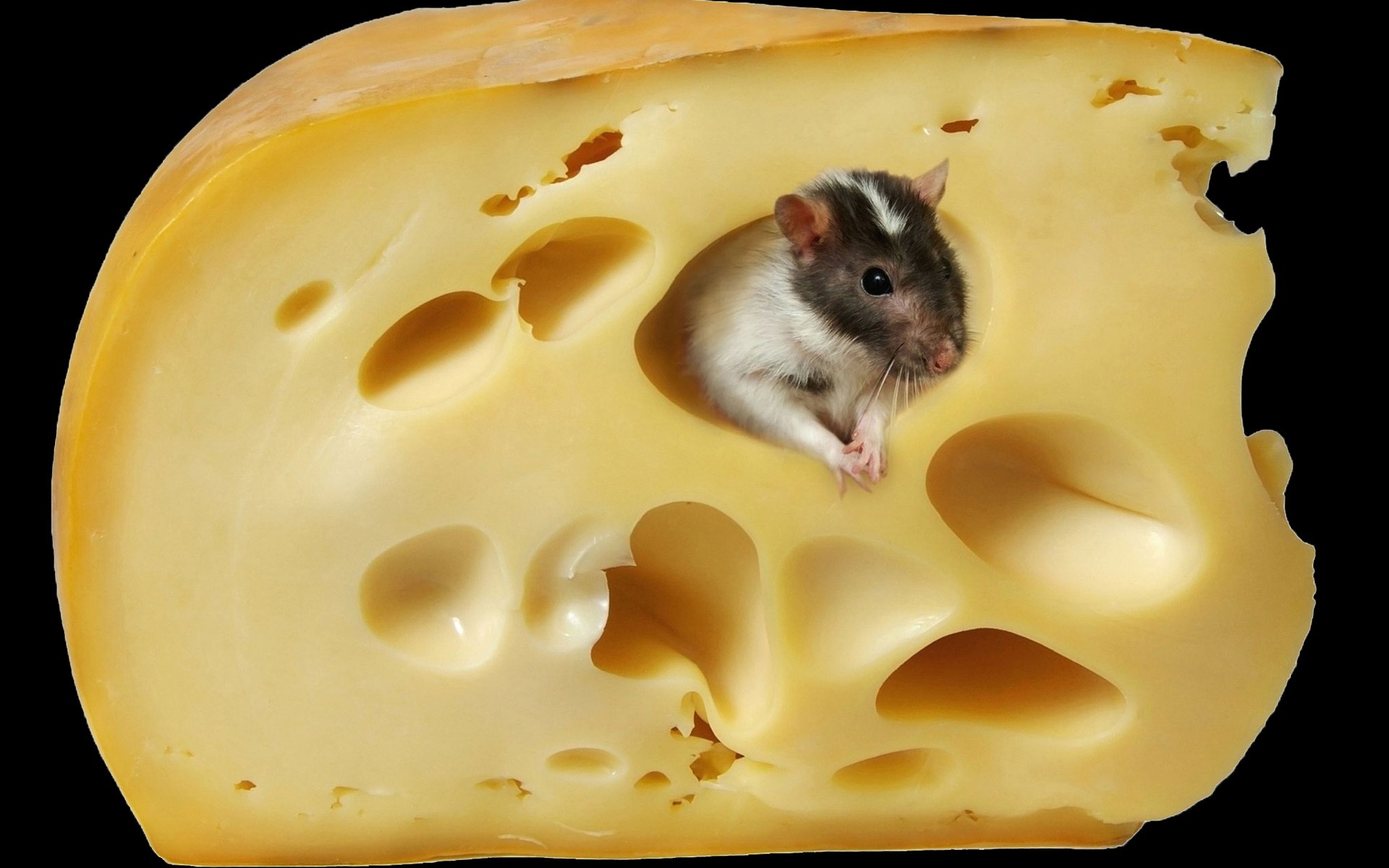Mice Cheese Animals Food Mammals 1920x1200