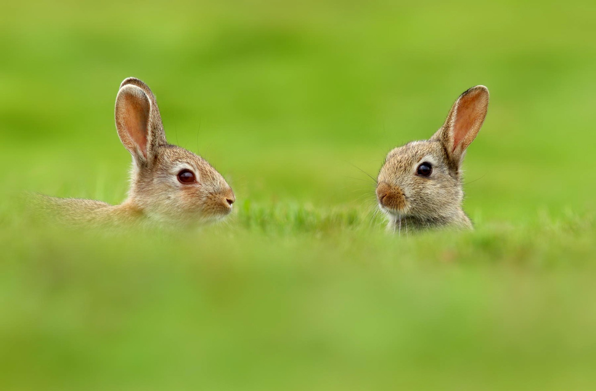 Hare Meadow Funny 1920x1260