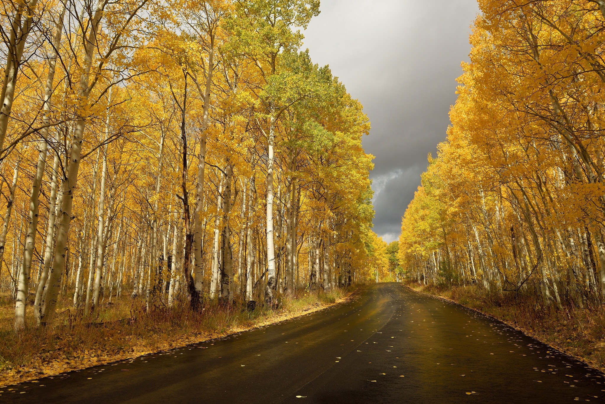 Path Trees Leaves Fall Road Clouds Wet Street Forest Yellow Nature 2048x1367