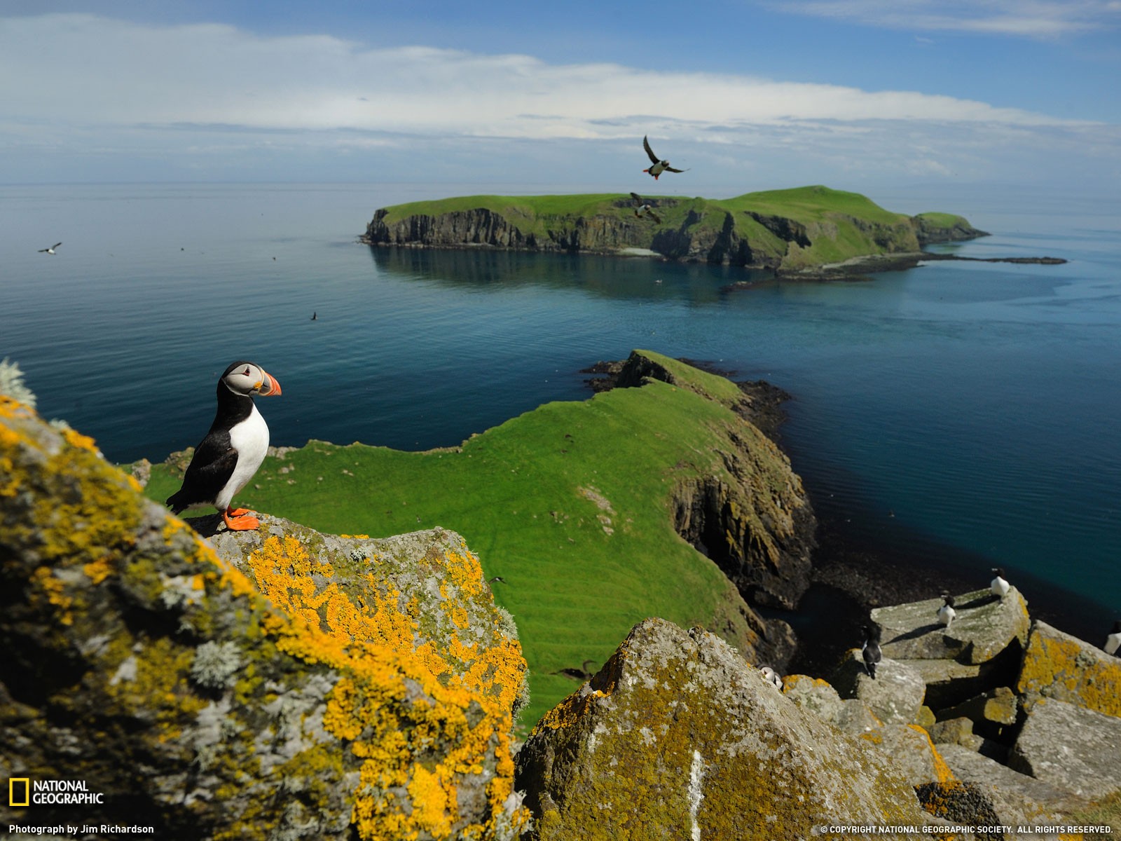 Puffins National Geographic Island Birds Coast Scotland UK Lichen 1600x1200