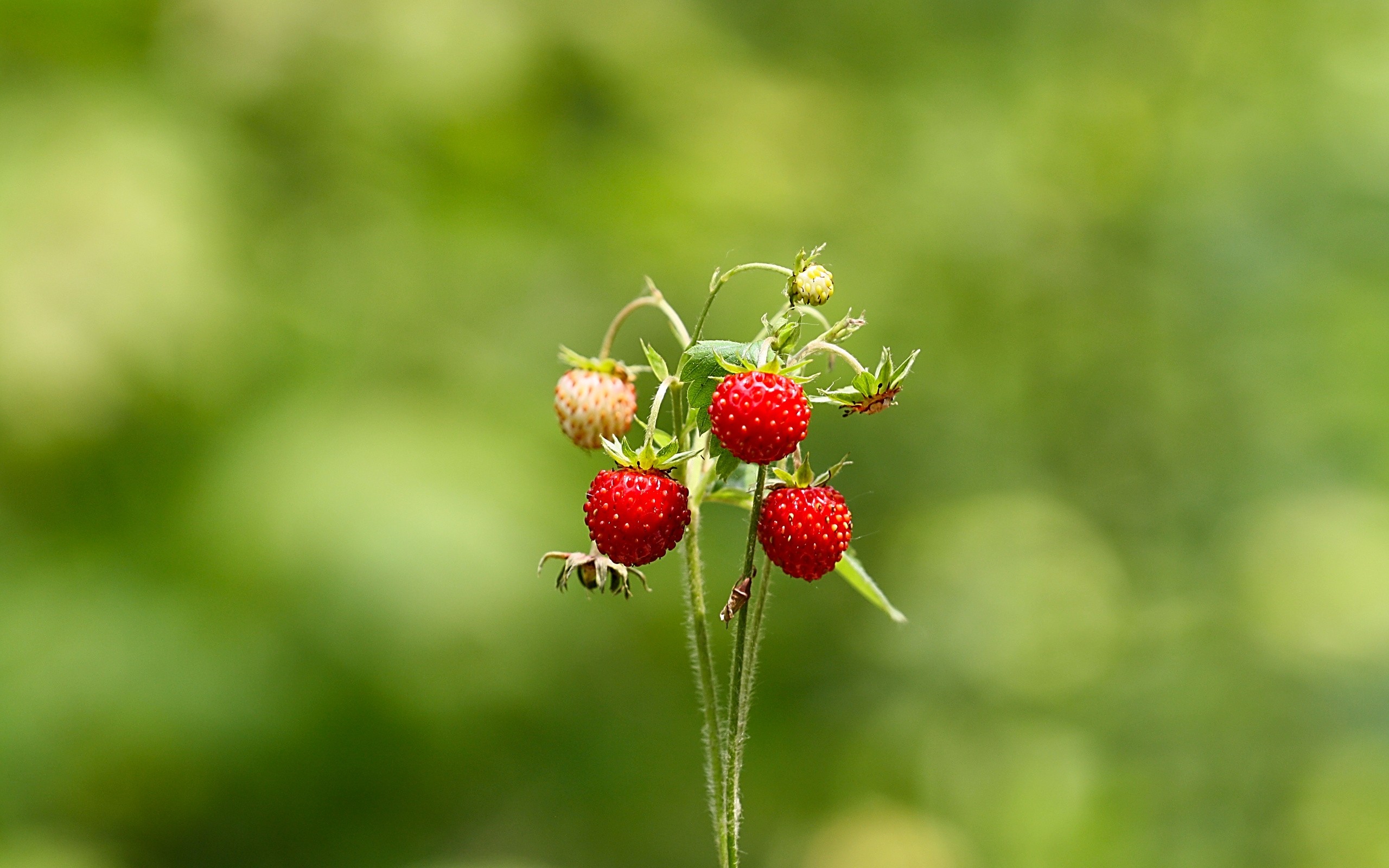 Nature Strawberries Bokeh Depth Of Field Raspberries 2560x1600