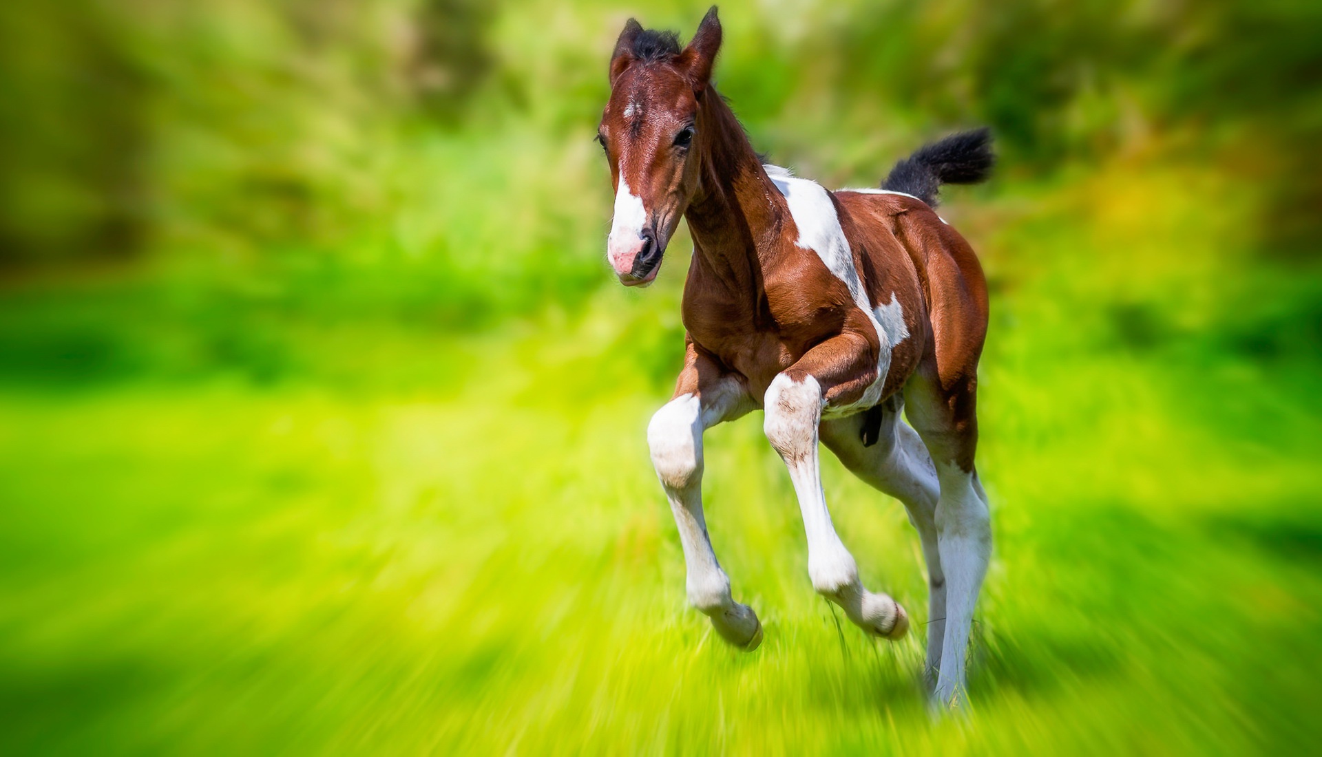 Horse Baby Animal Foal Blur 1920x1100