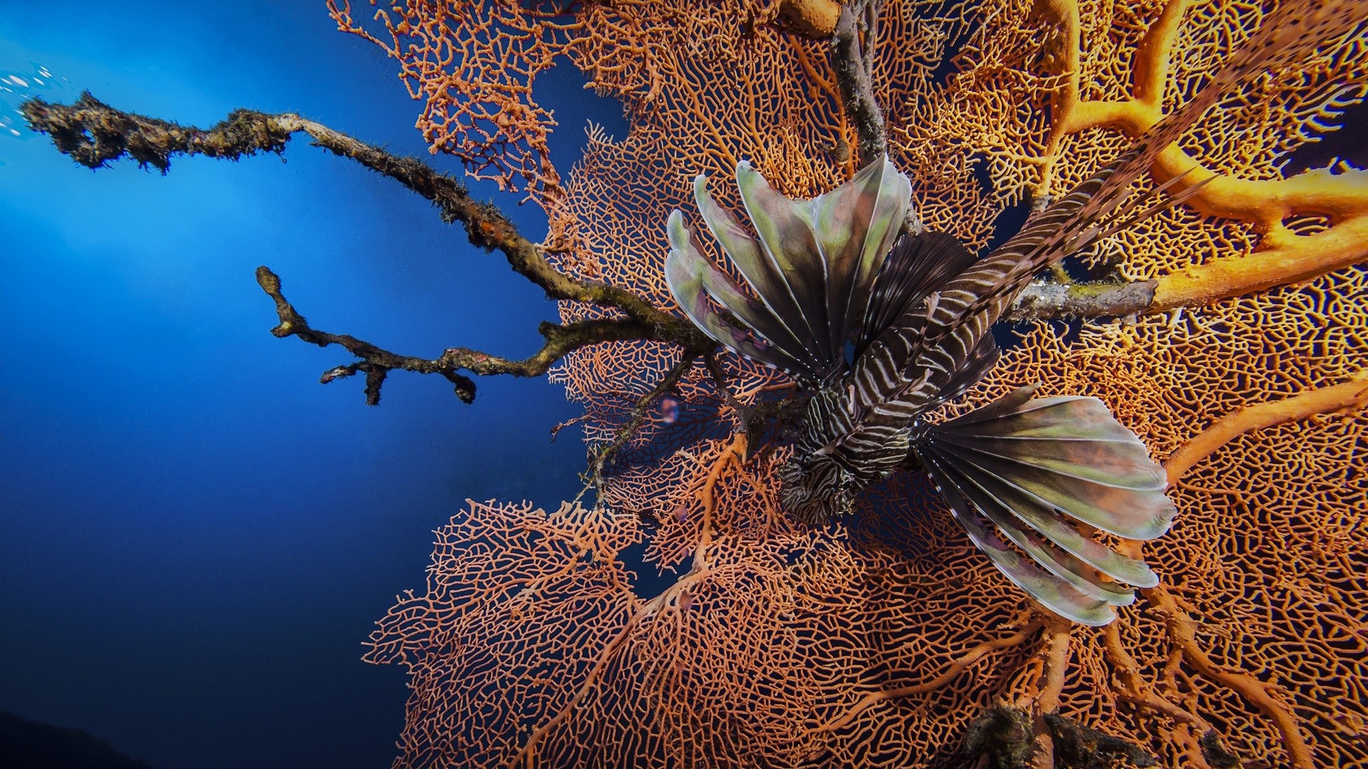 Coral Lionfish Underwater 1920x1080