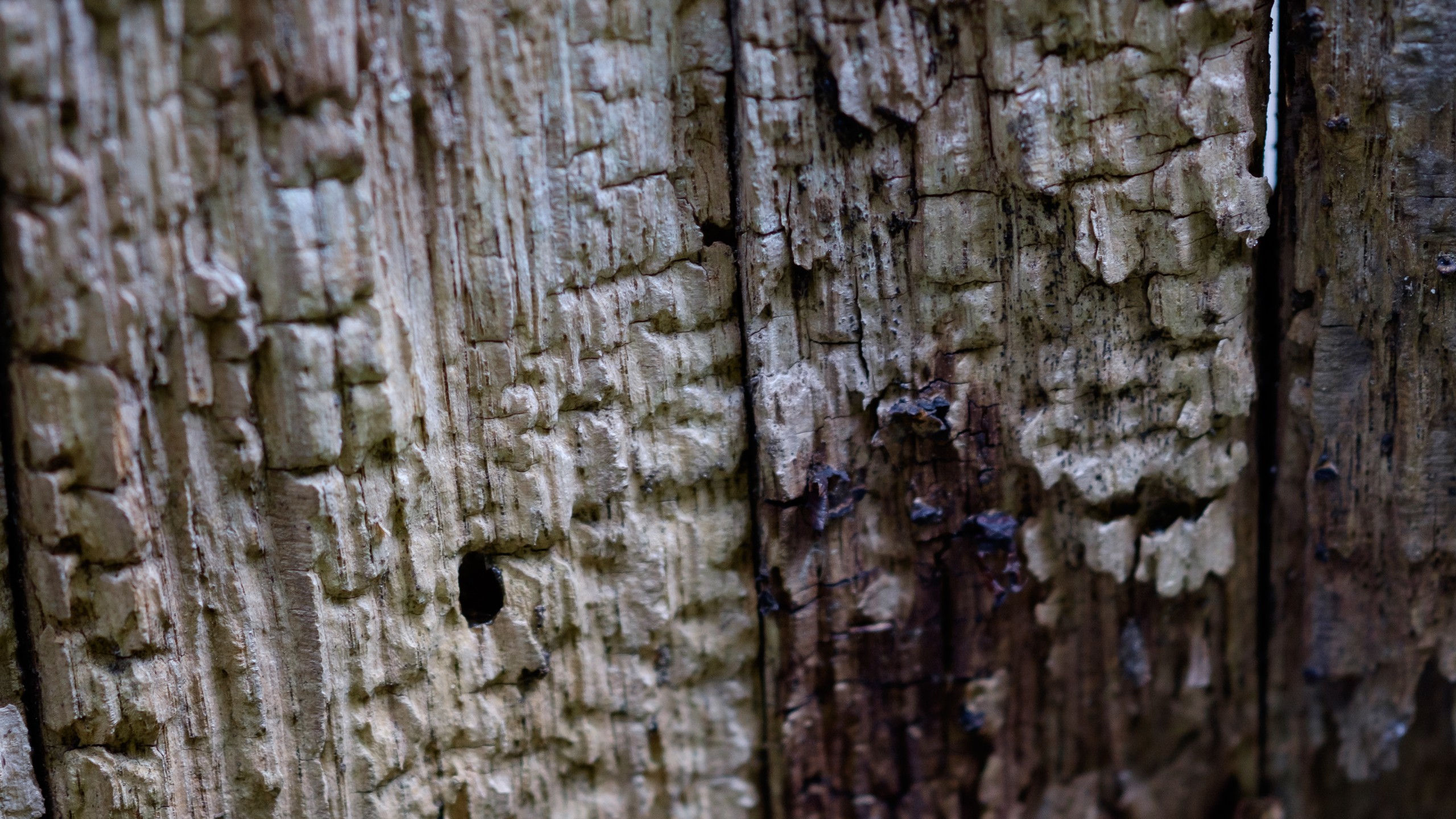 Bark Tree Bark Wood 2560x1440