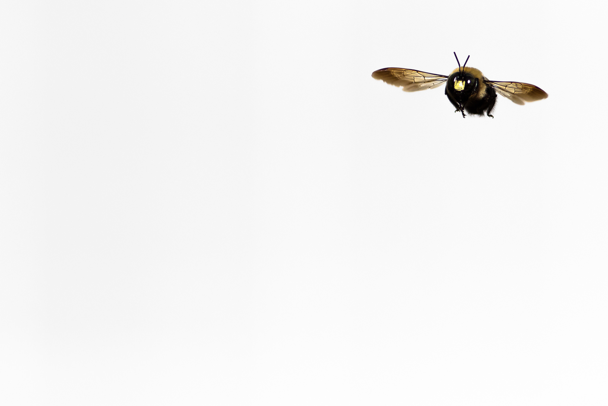 Insect Minimalist Bumblebee 2048x1366
