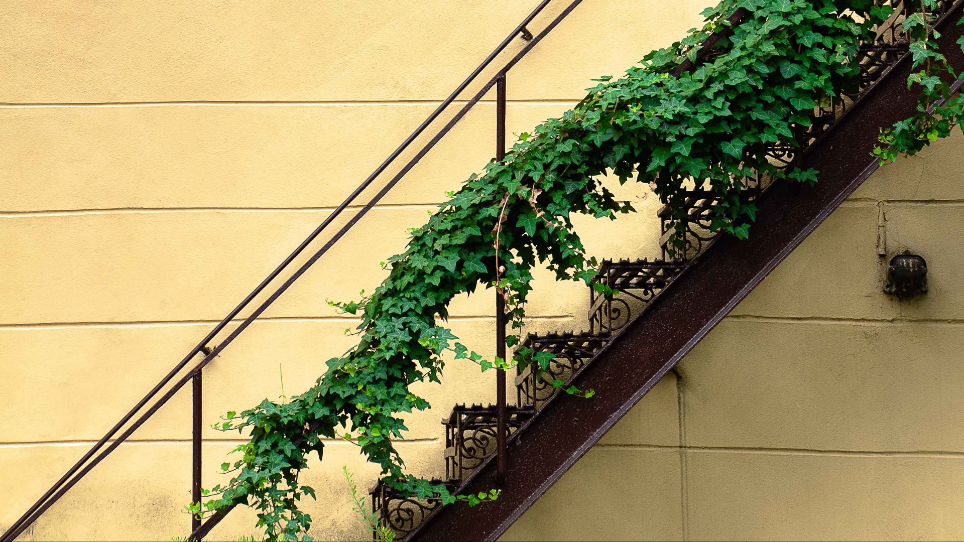 Stairs Plants Abstract Photography Vines Rust Wall Beige 1920x1080
