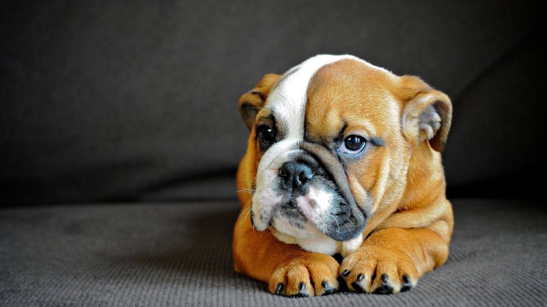 Animals Dog Bulldog Good Boy 1922x1080