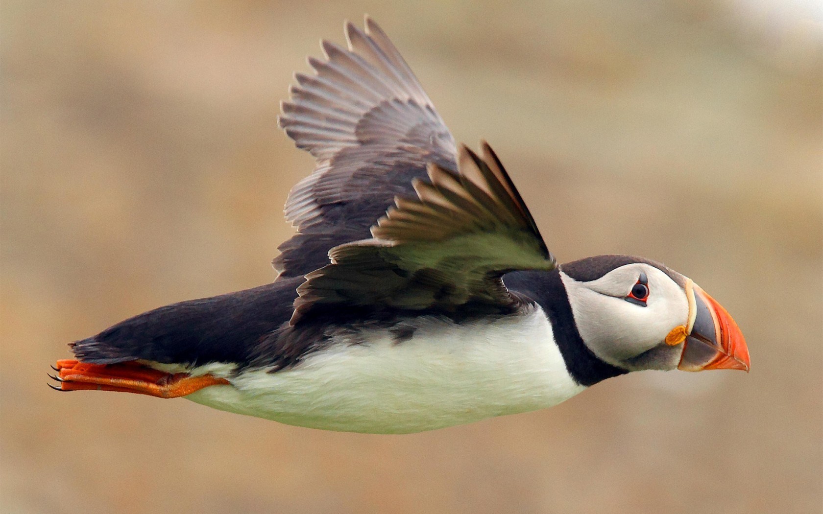 Puffins Flying 1680x1050