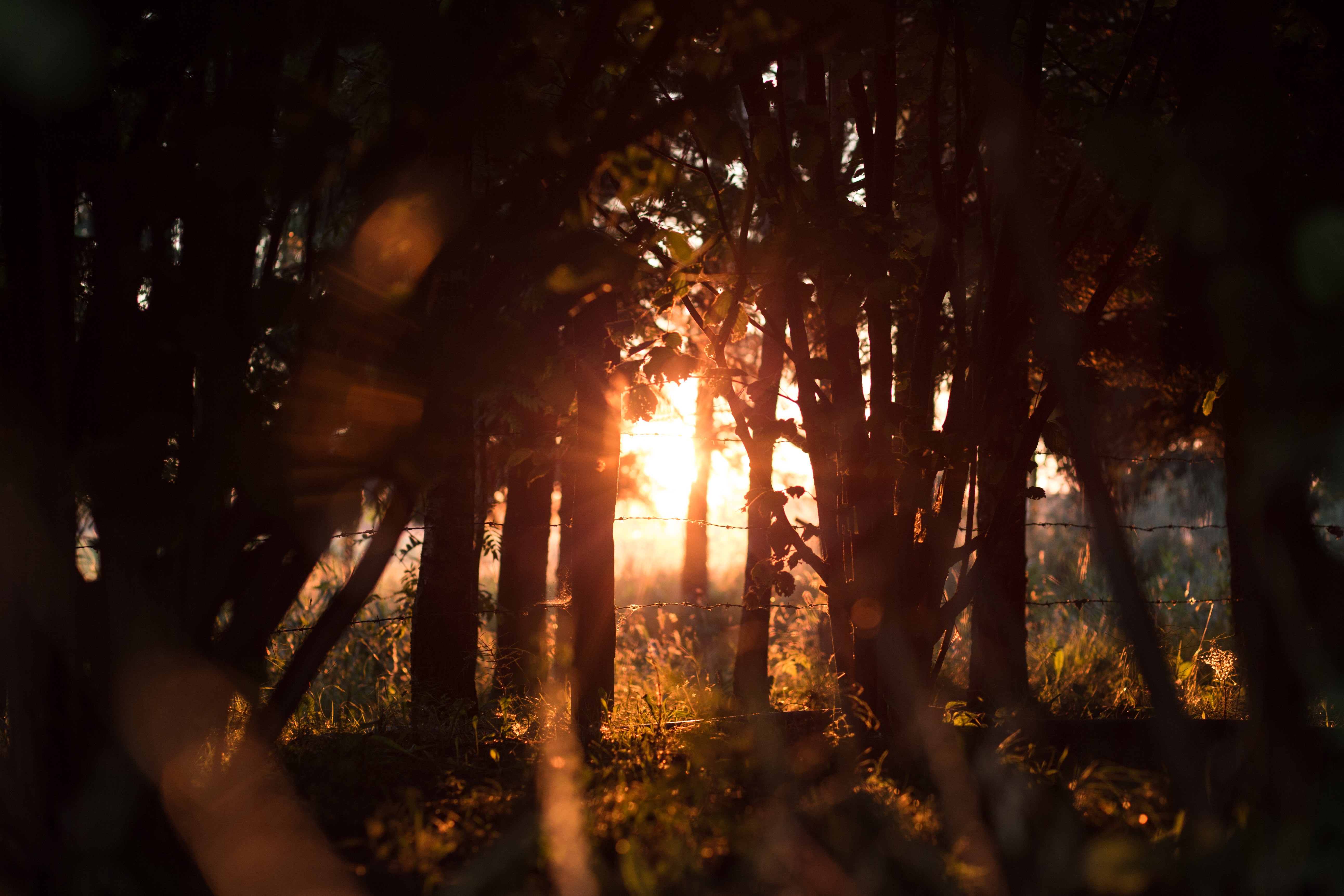 Sunlight Trees Flares Fence Plants Grass 5169x3446