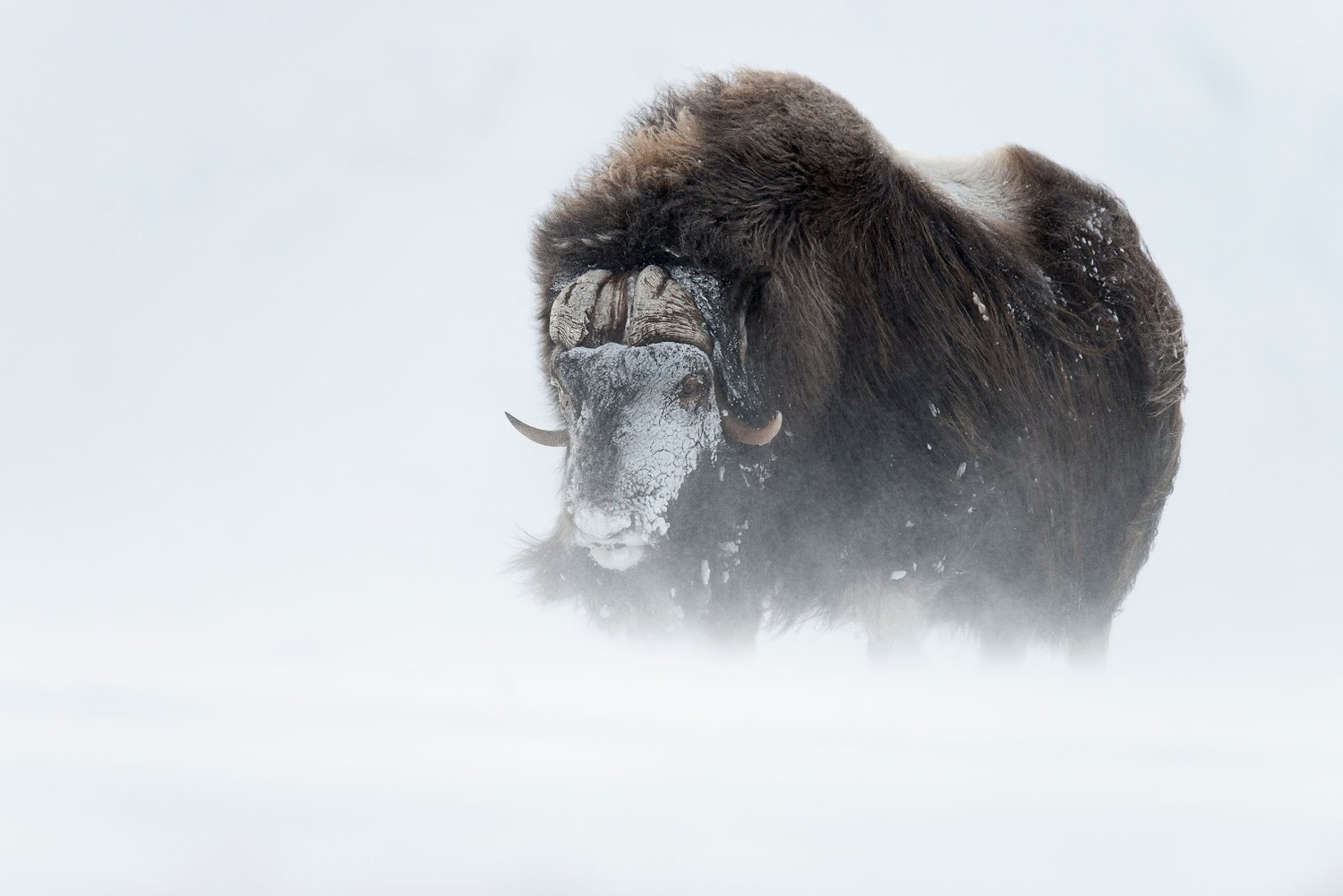Buffalo Snow Winter Animals White Cold Windy White Background Horns 1500x1001