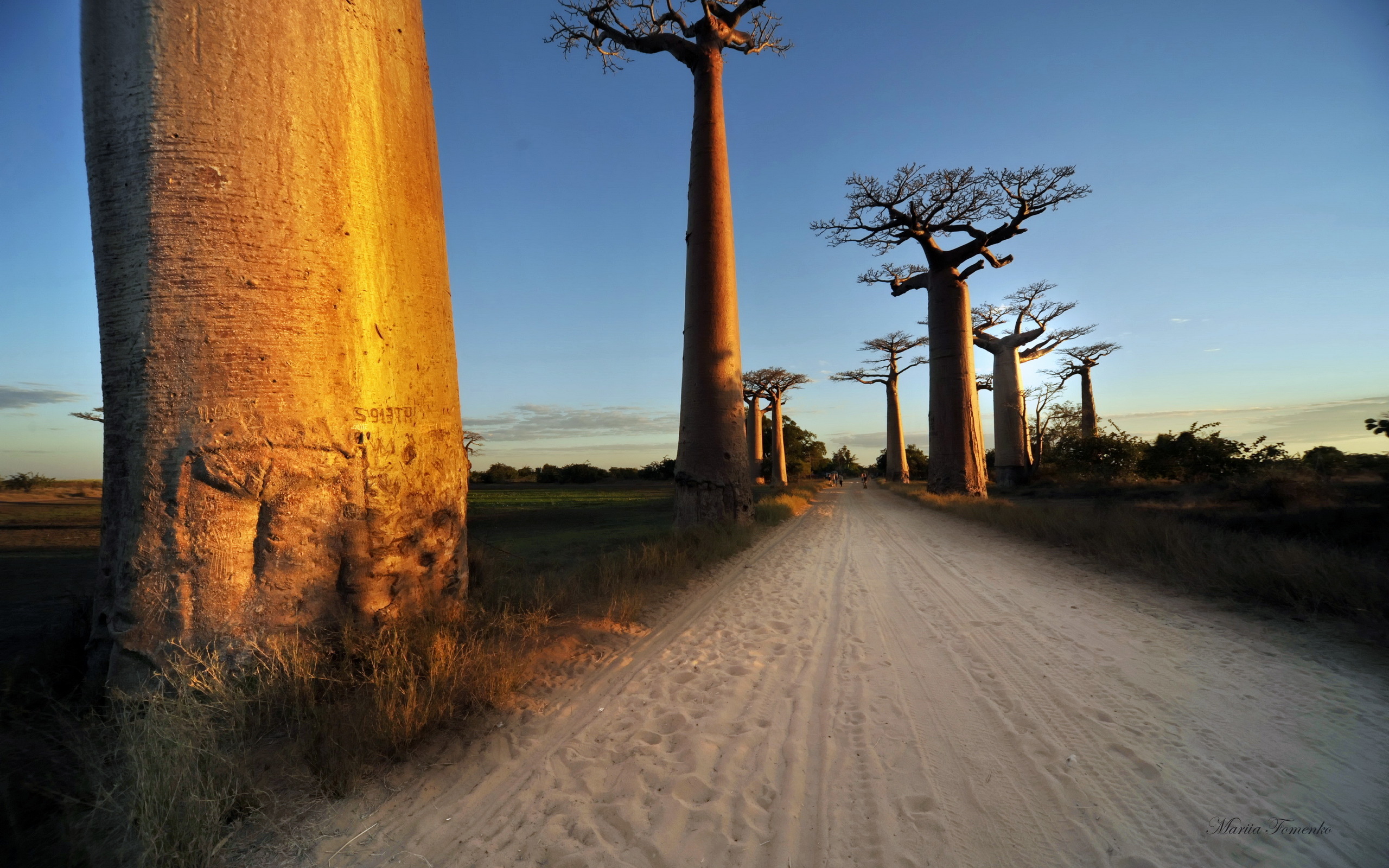 Earth Baobab Tree 2560x1600