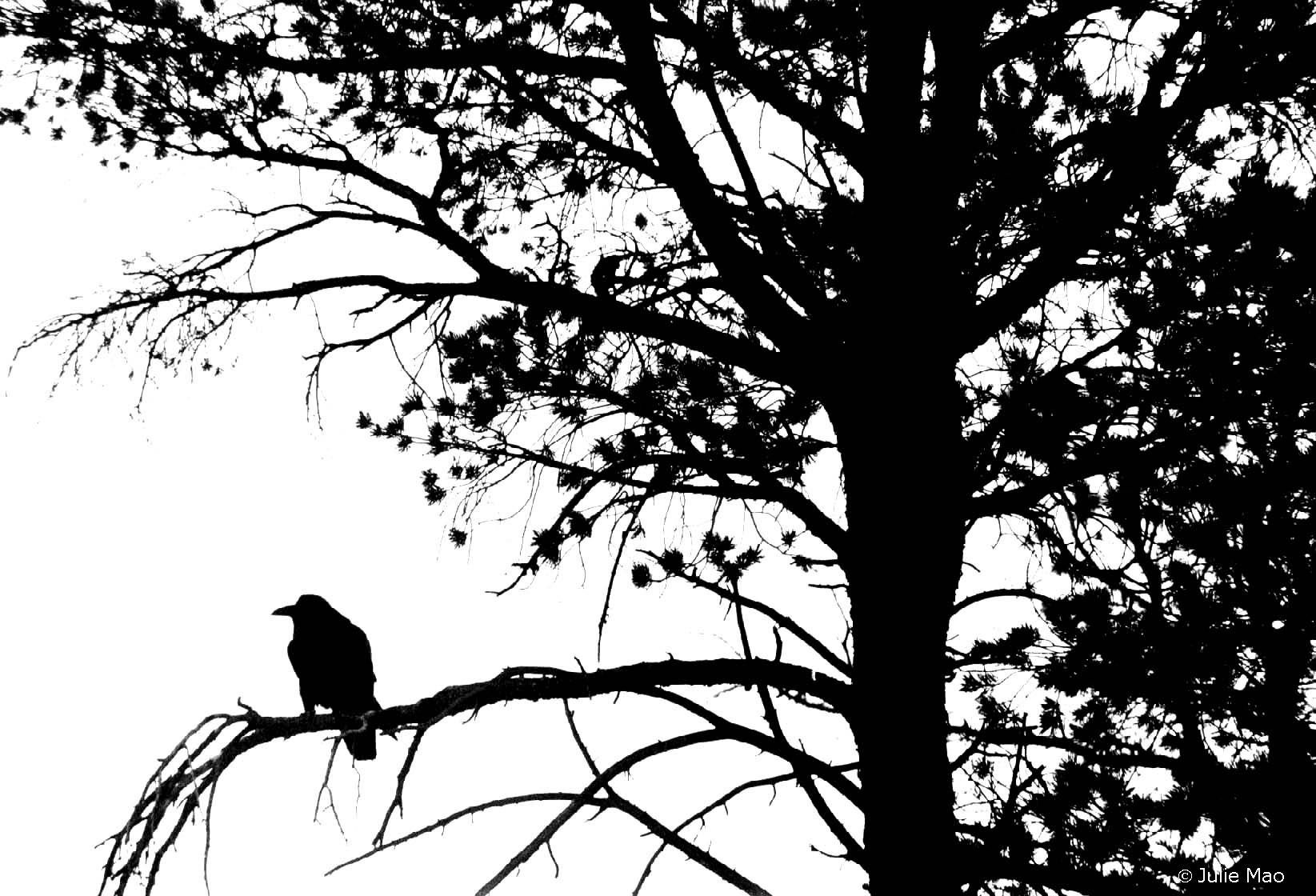 Crow Black Amp White 1645x1120