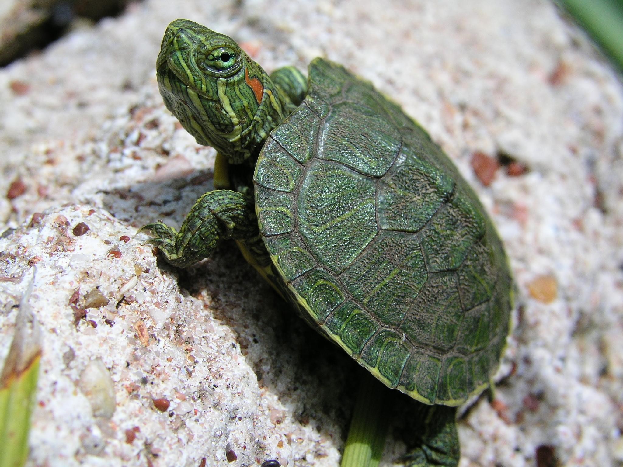 Animals Turtle Reptiles Reptile 2048x1536