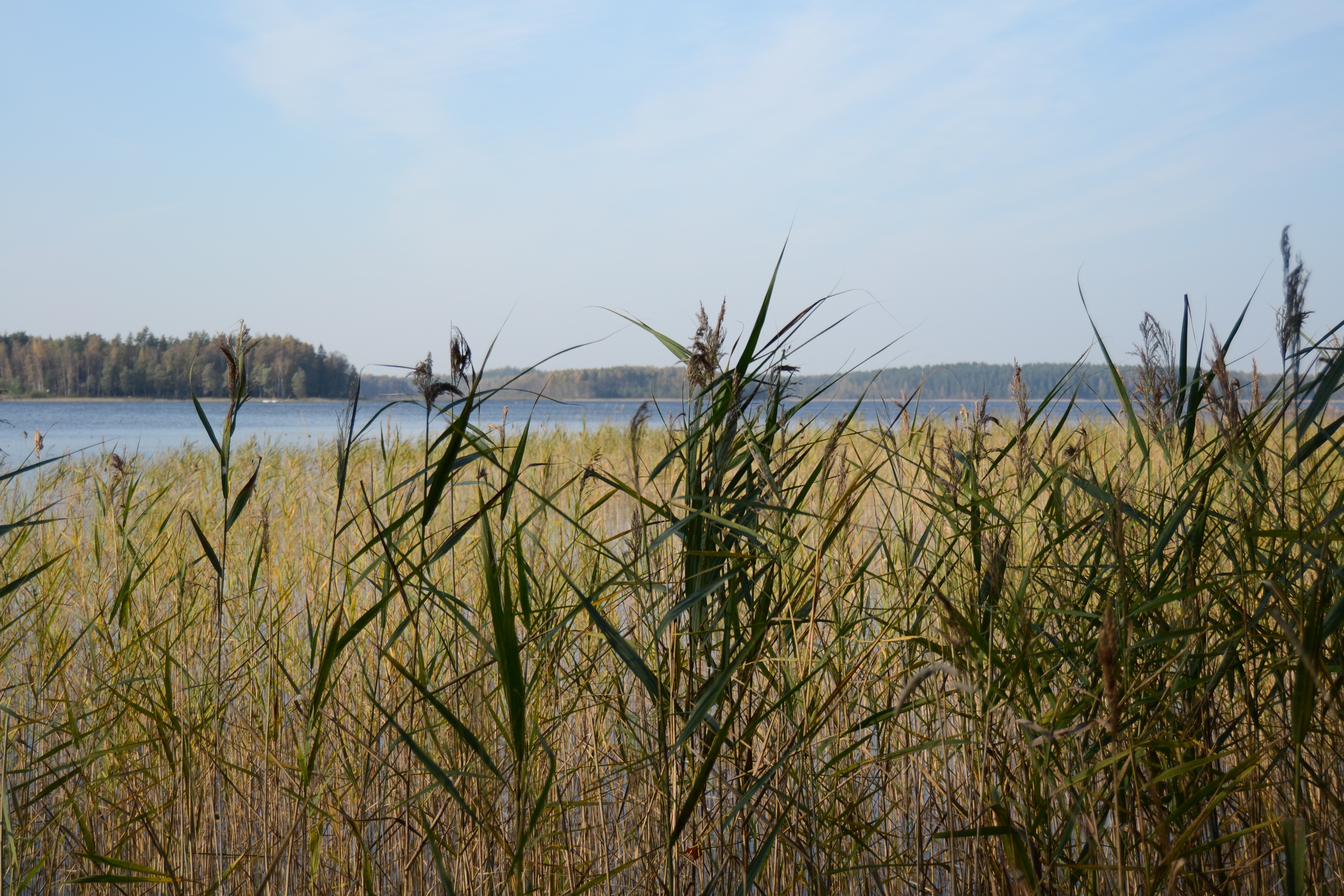 Lake Reeds Nature Sky Plants 4608x3072