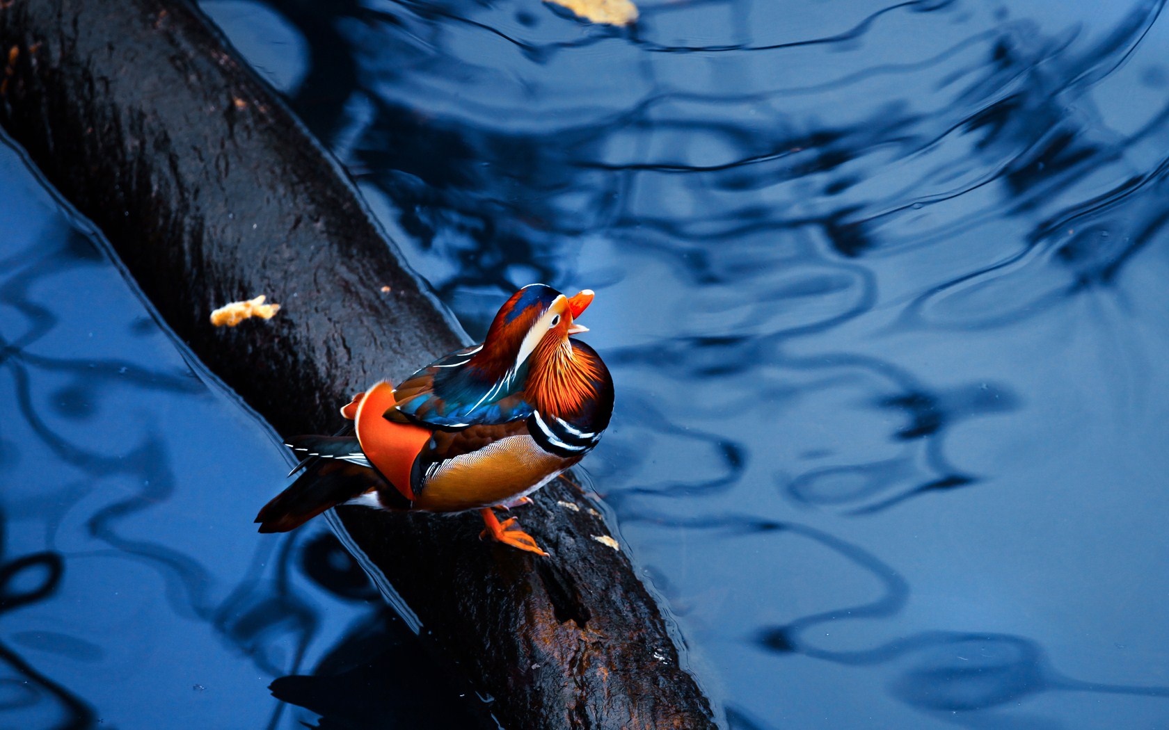 Animal Mandarin Duck 1680x1050