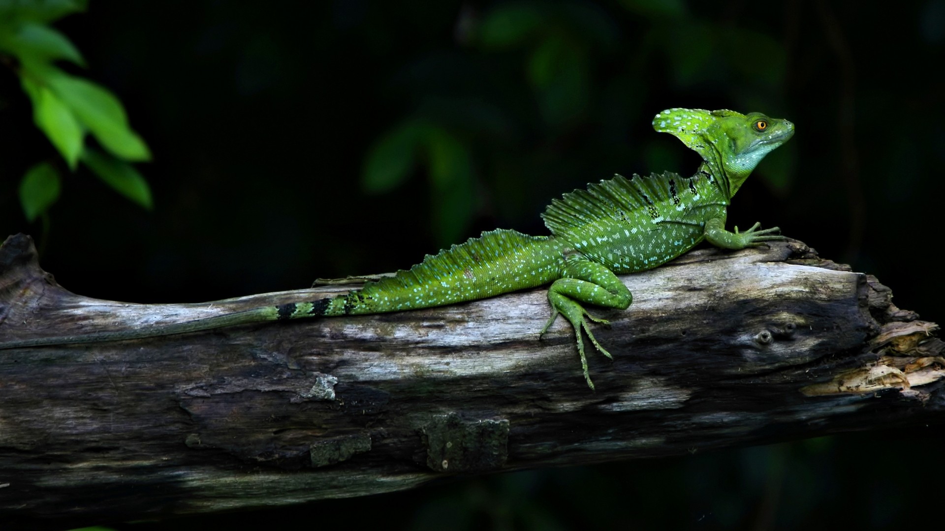 Lizards Animals Branch Wood 1920x1080