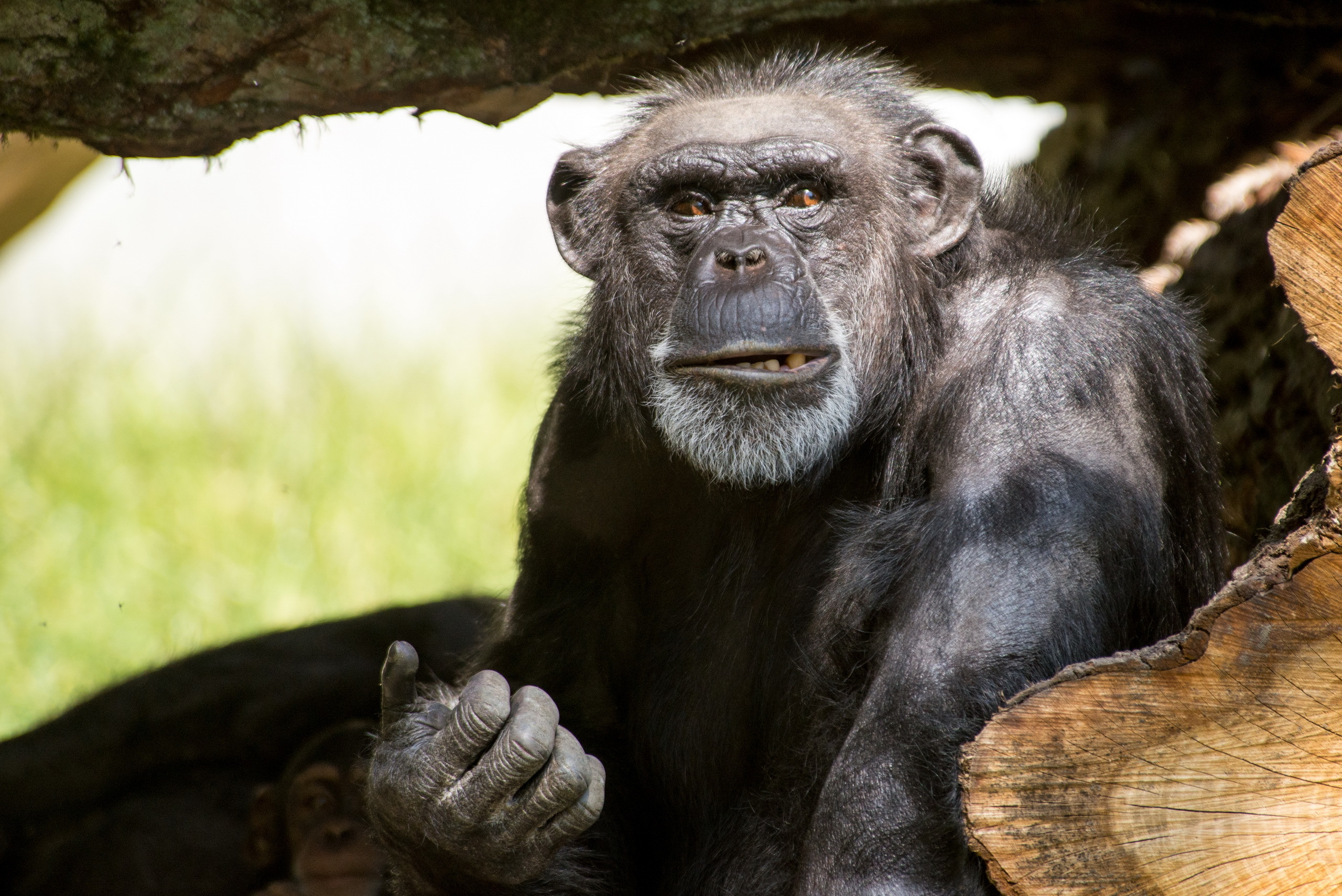 Chimpanzee Monkey Primate 2560x1709