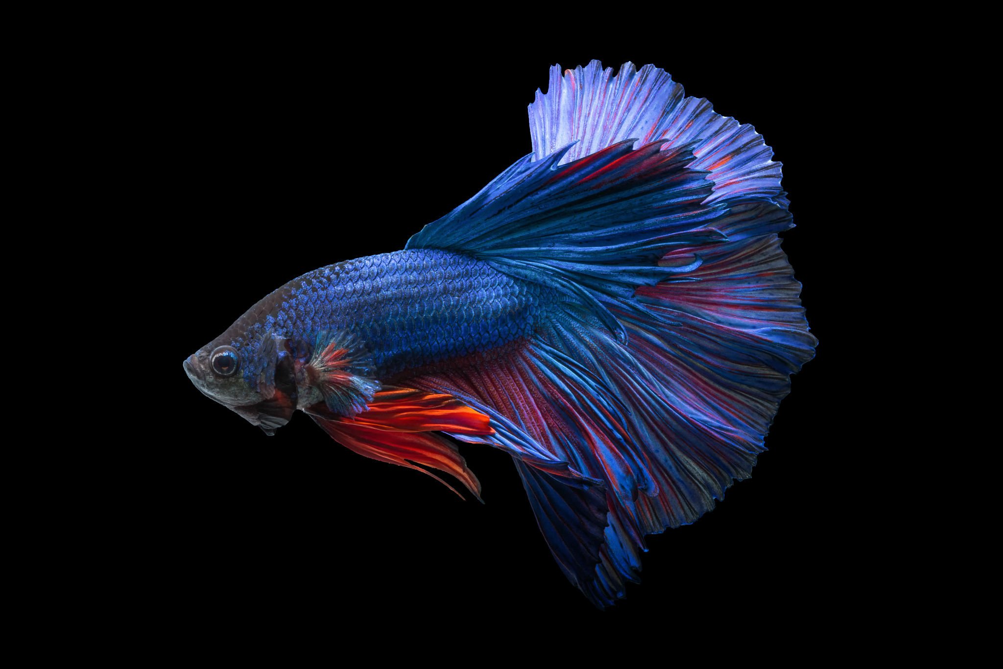 Siamese Fighting Fish 2048x1365