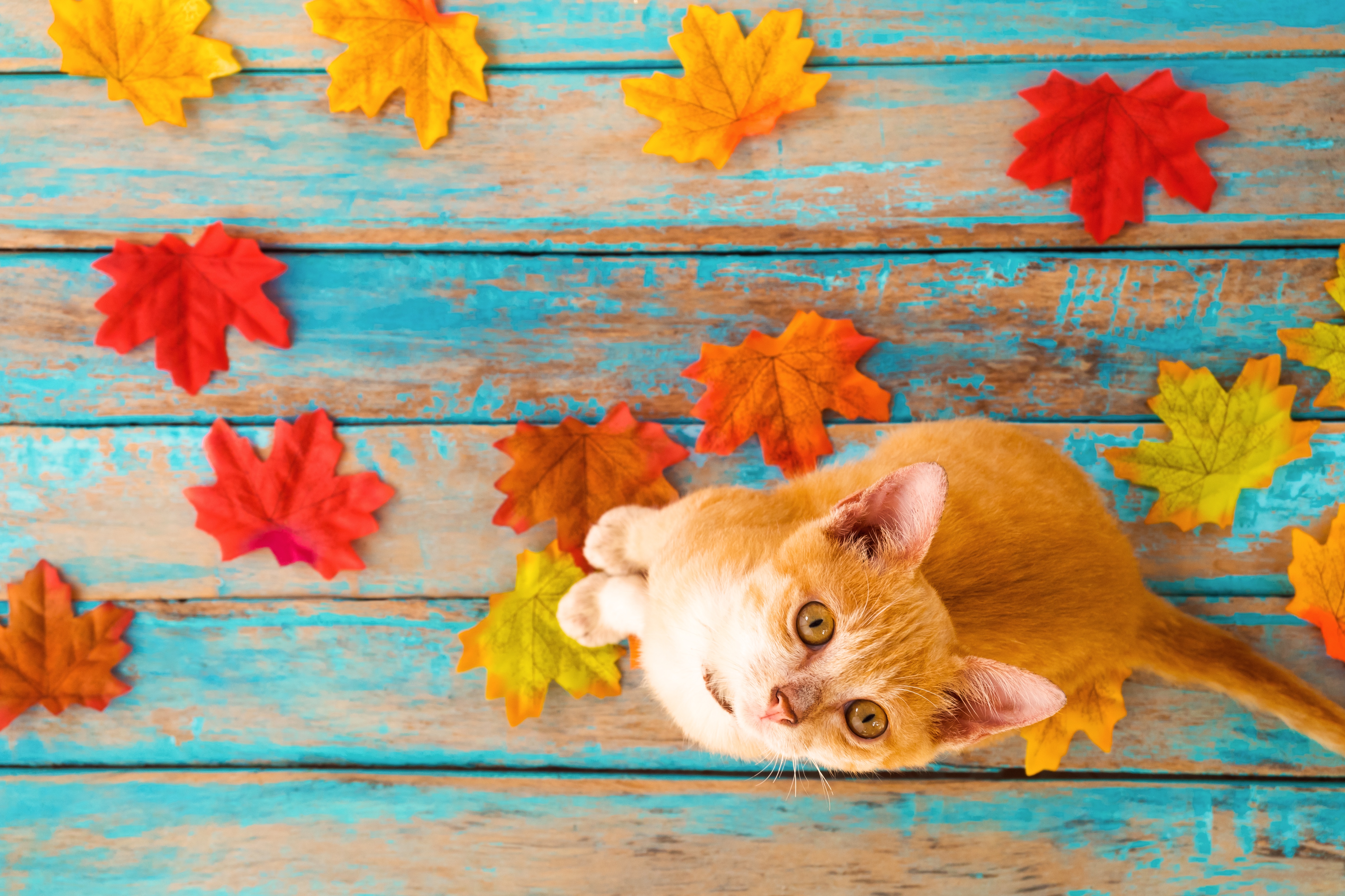 Animals Cats Pet Top View Fallen Leaves Wooden Surface Leaves Colorful Wood Planks 4896x3264