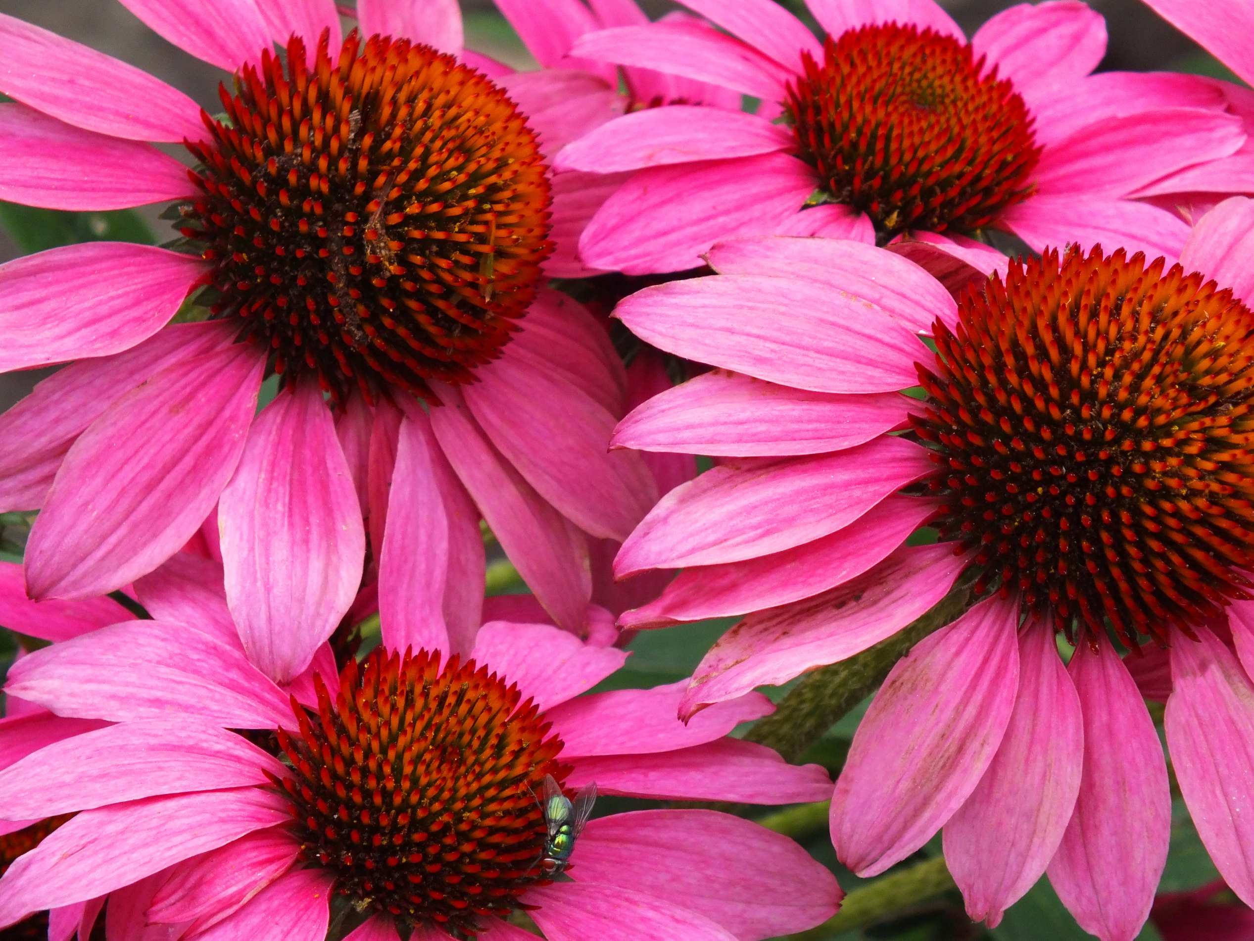 Earth Flower Echinacea Close Up Coneflower Pink Flower Fly 2534x1901