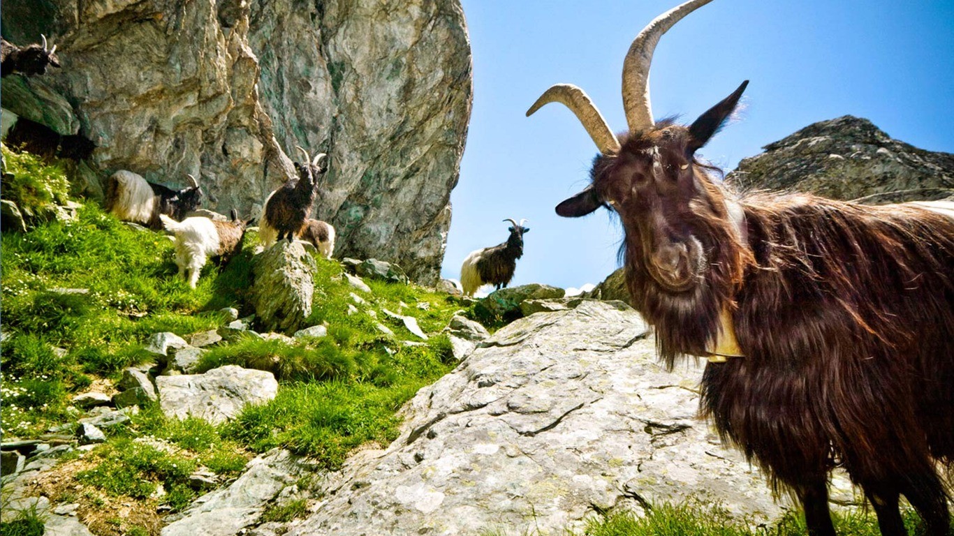Goats Animals Mammals Rocks 1366x768