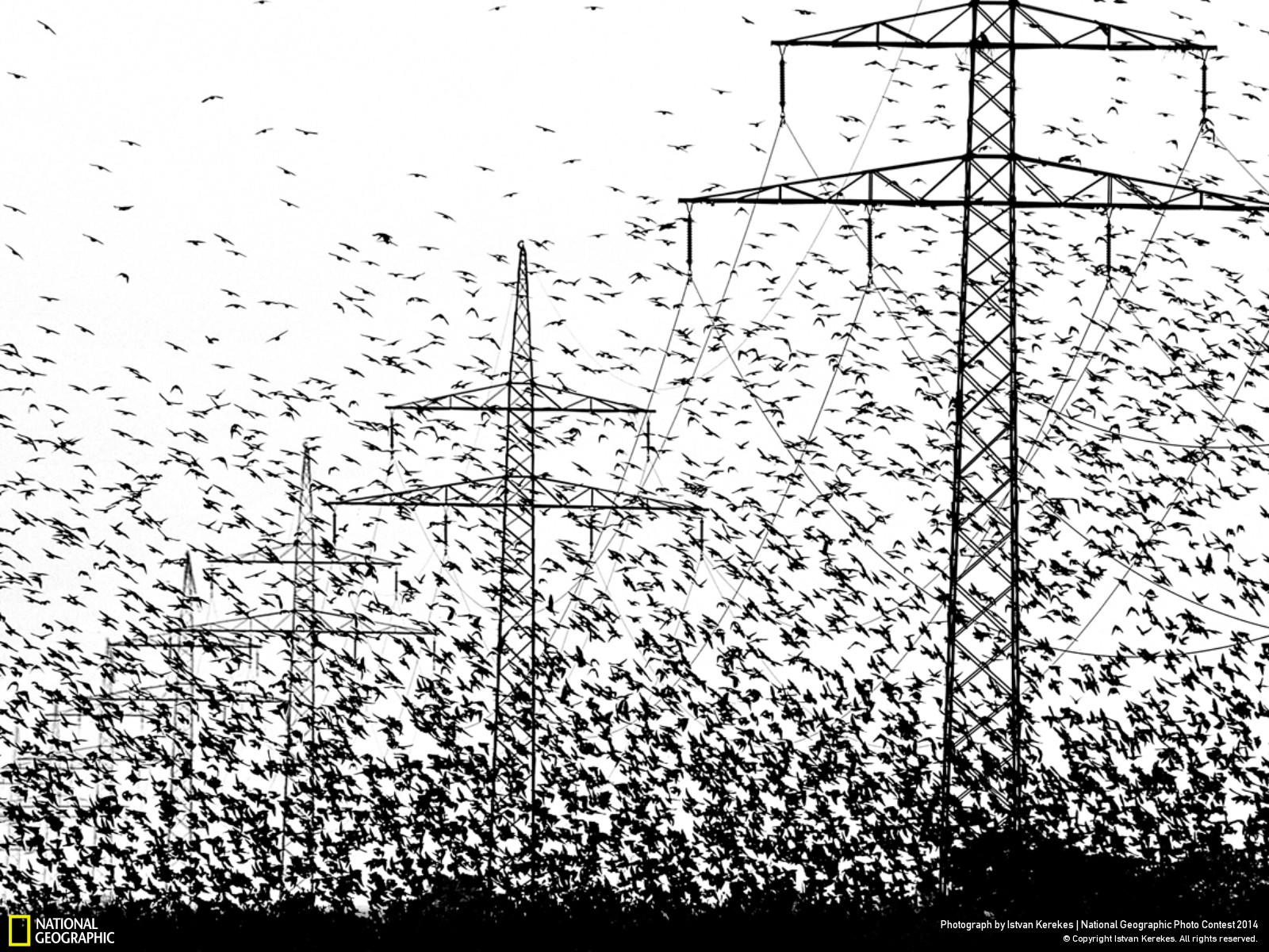 Bird Animal Power Line Black Amp White 1600x1200