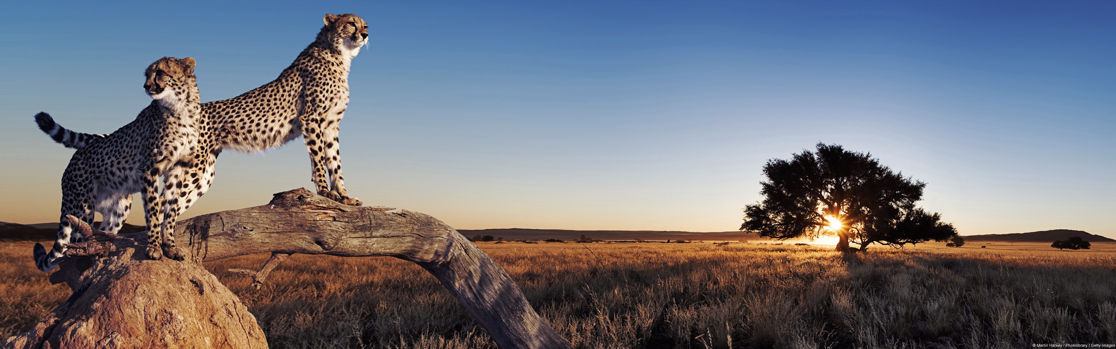 Nature Landscape Animals Cheetahs Savannah 3840x1200