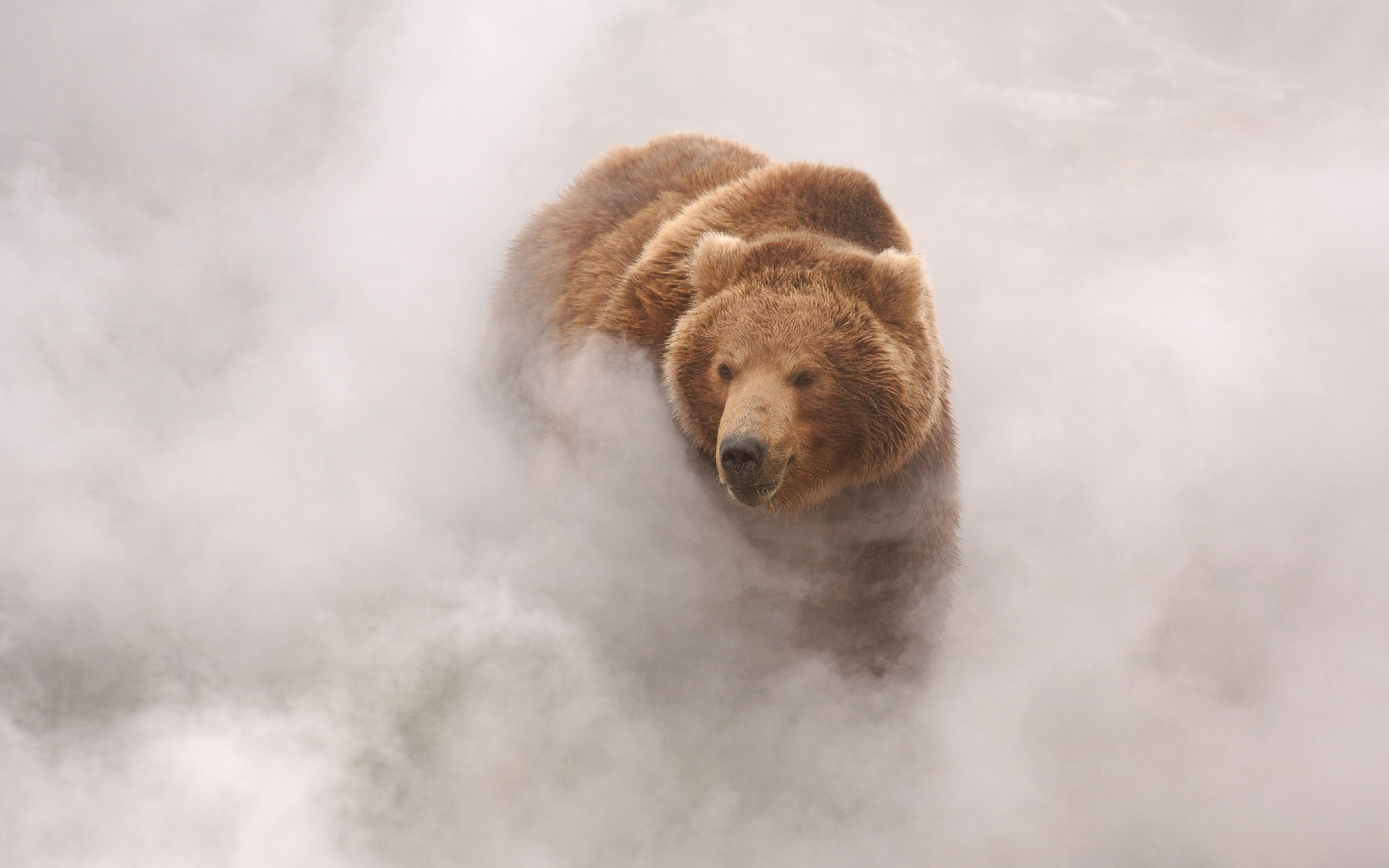 Bears Clouds Landscape Mist Animals Brown Gray Simple Smoke Wildlife Smoke Background 2560x1600