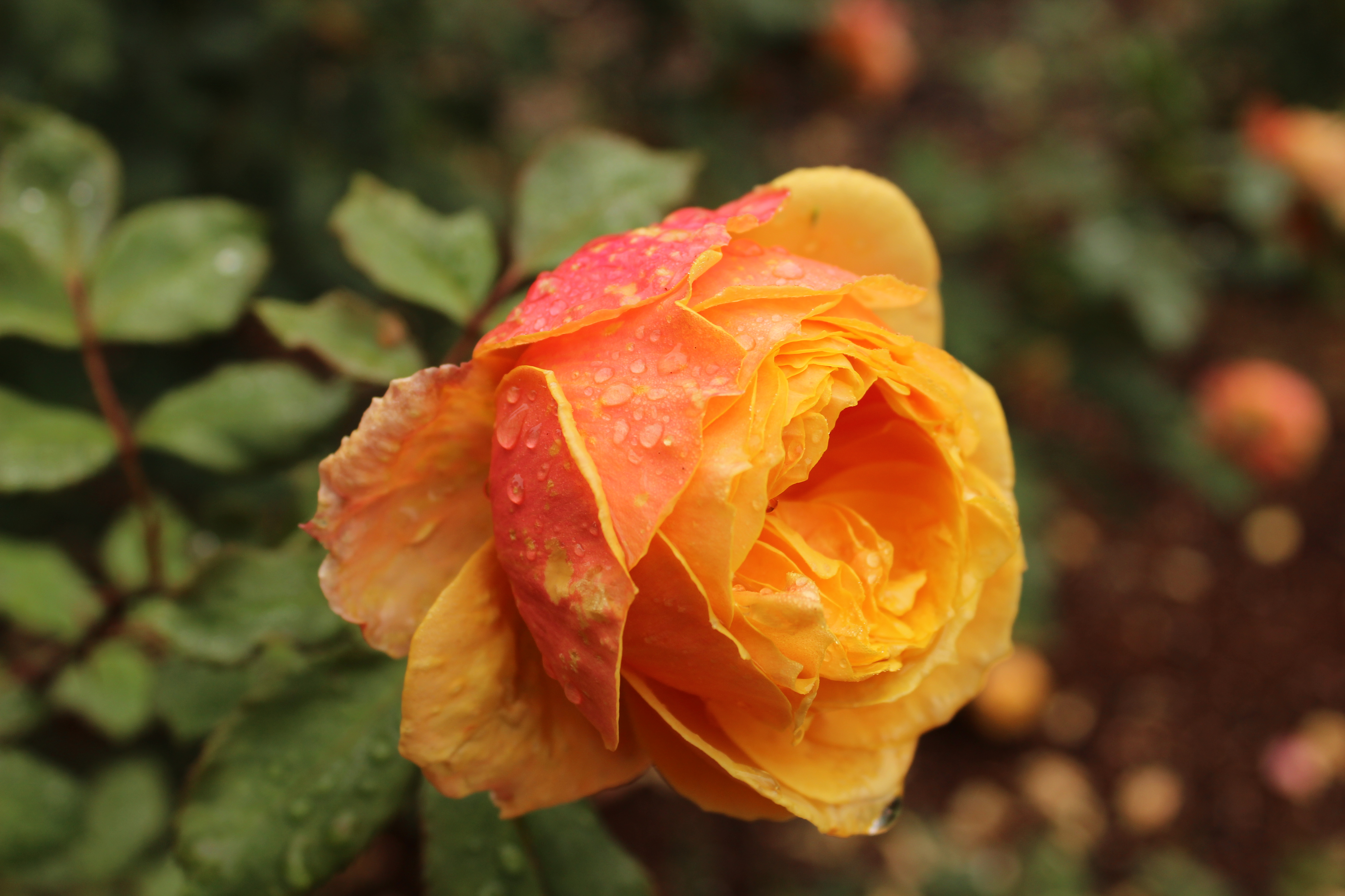 Macro Water Drops Yellow Roses Rose 5184x3456