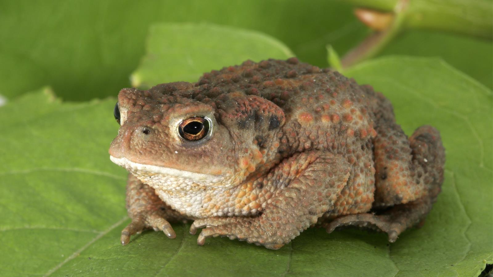 Animal Toad 1600x900