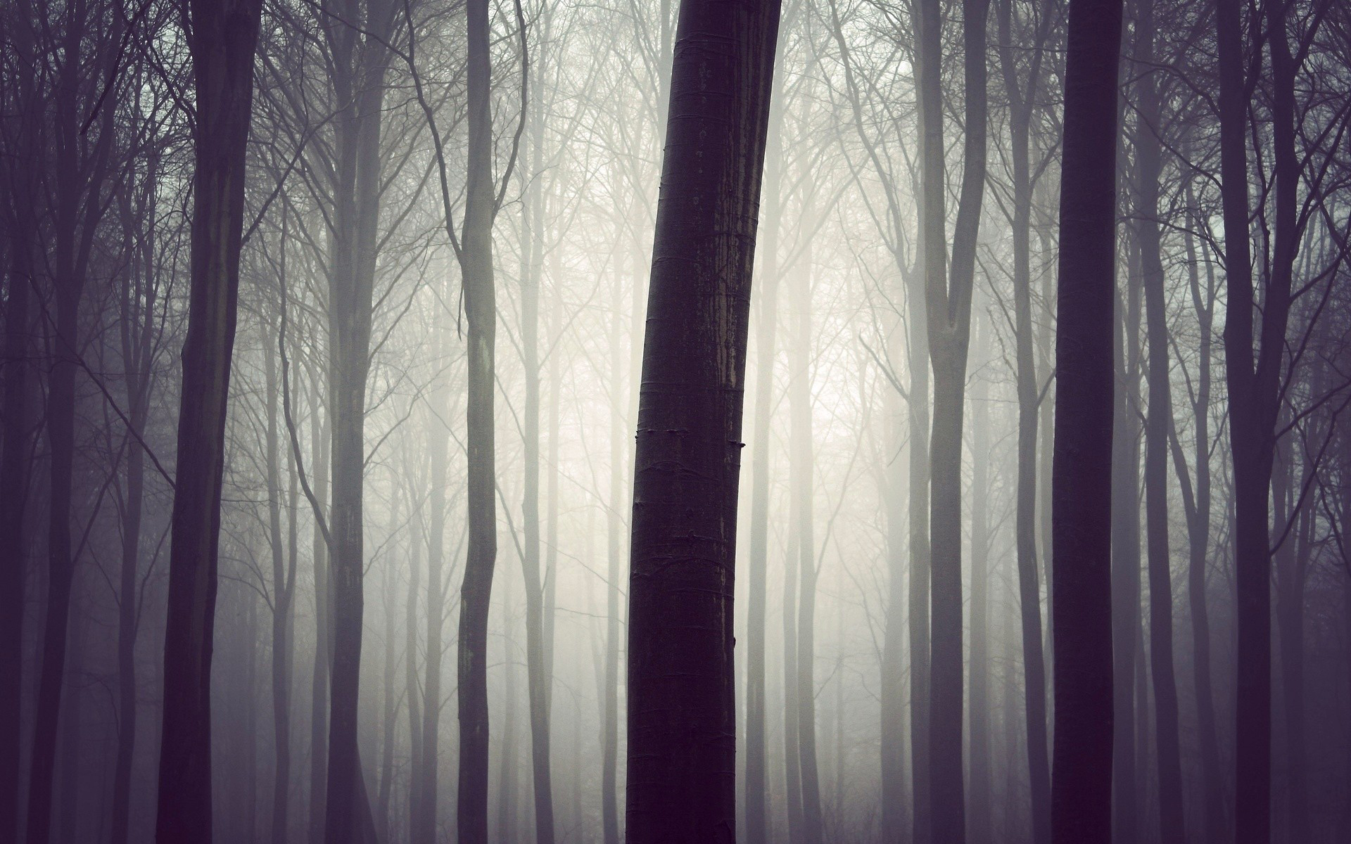 Nature Forest Mist Gloomy Trees 1920x1200