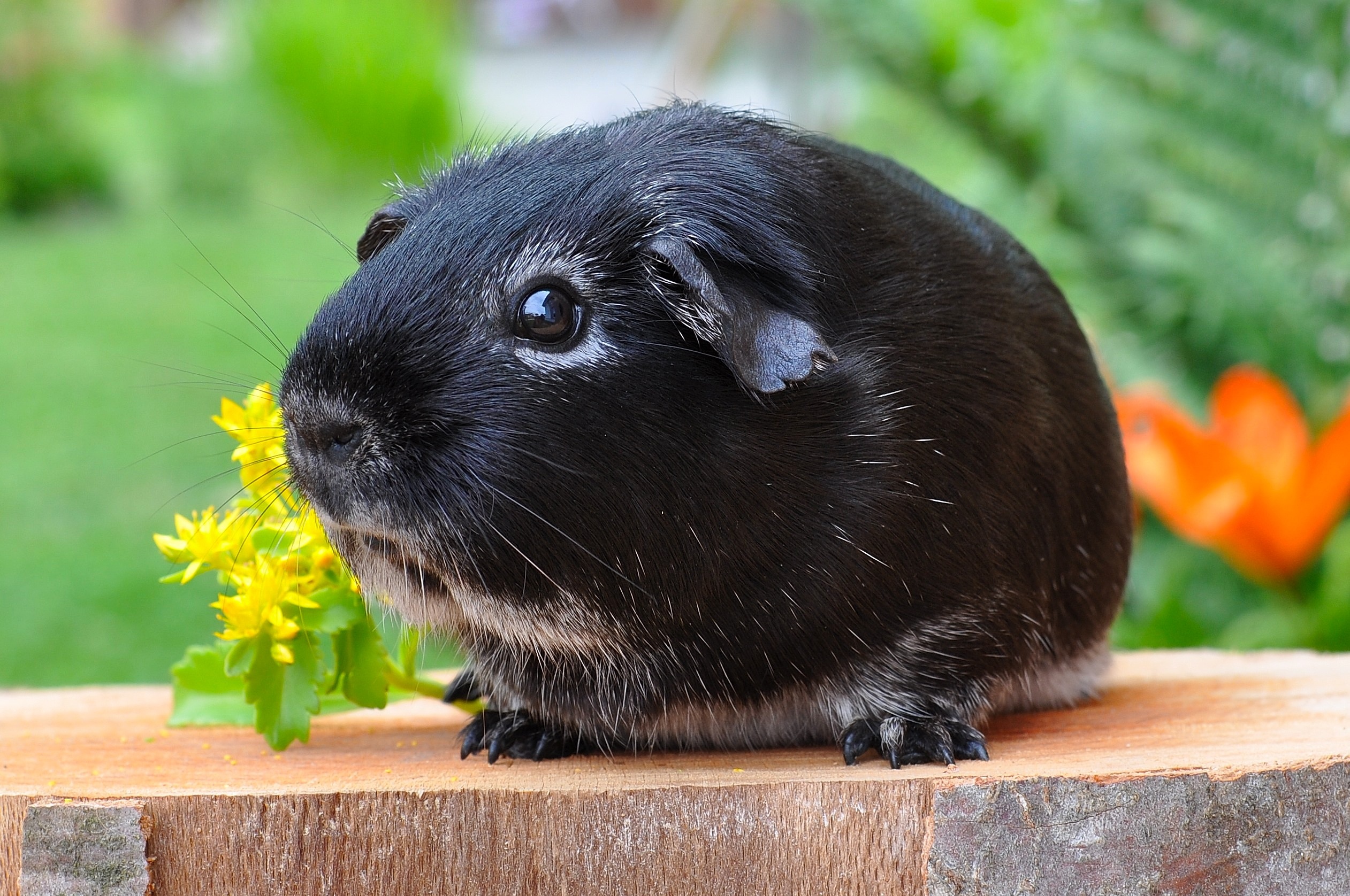 Guinea Pig Rodent 2523x1676