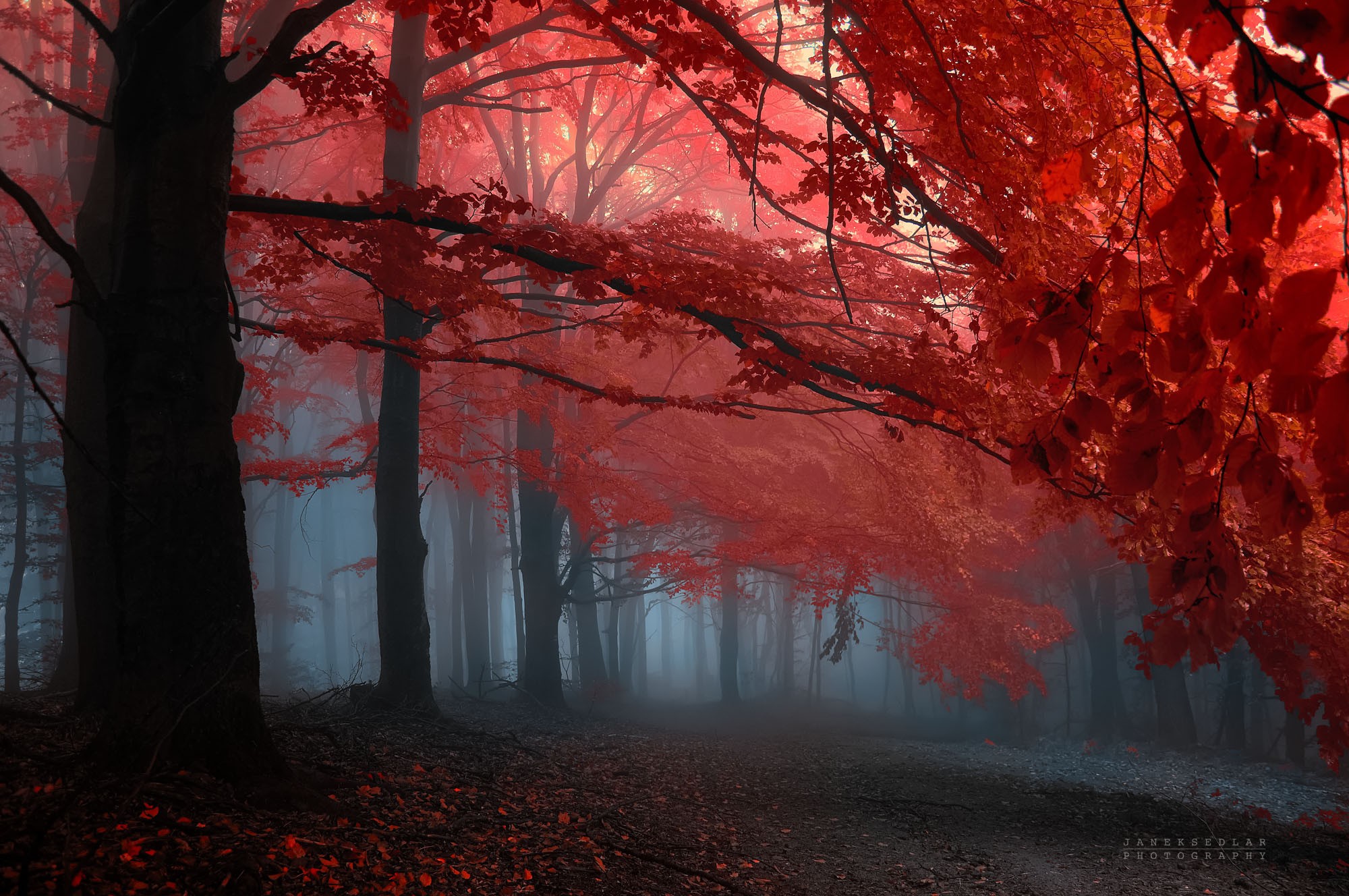 Landscape Forest Fall Leaves Red Leaves 2000x1328