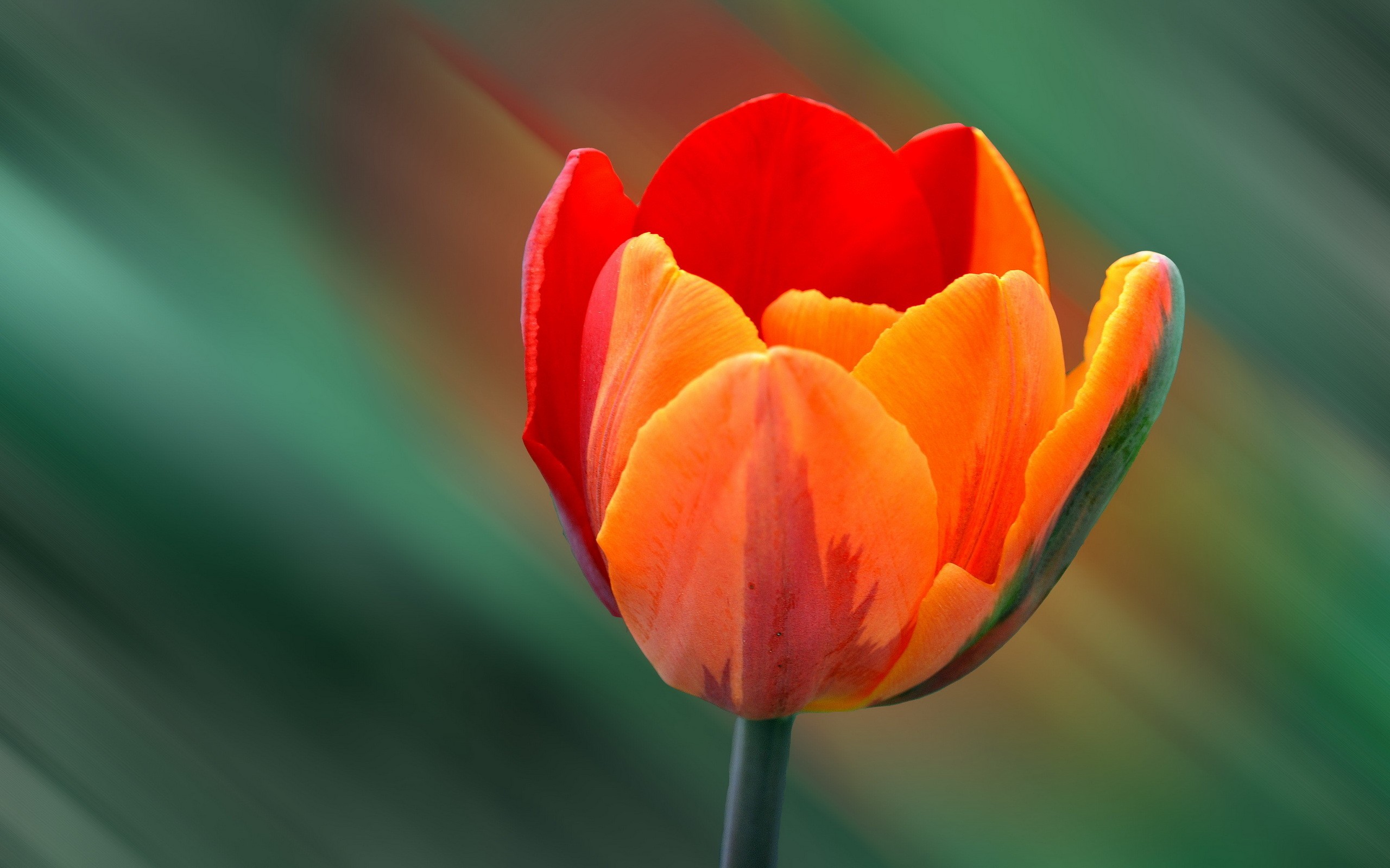 Macro Flowers Orange Flowers Tulips 2560x1600