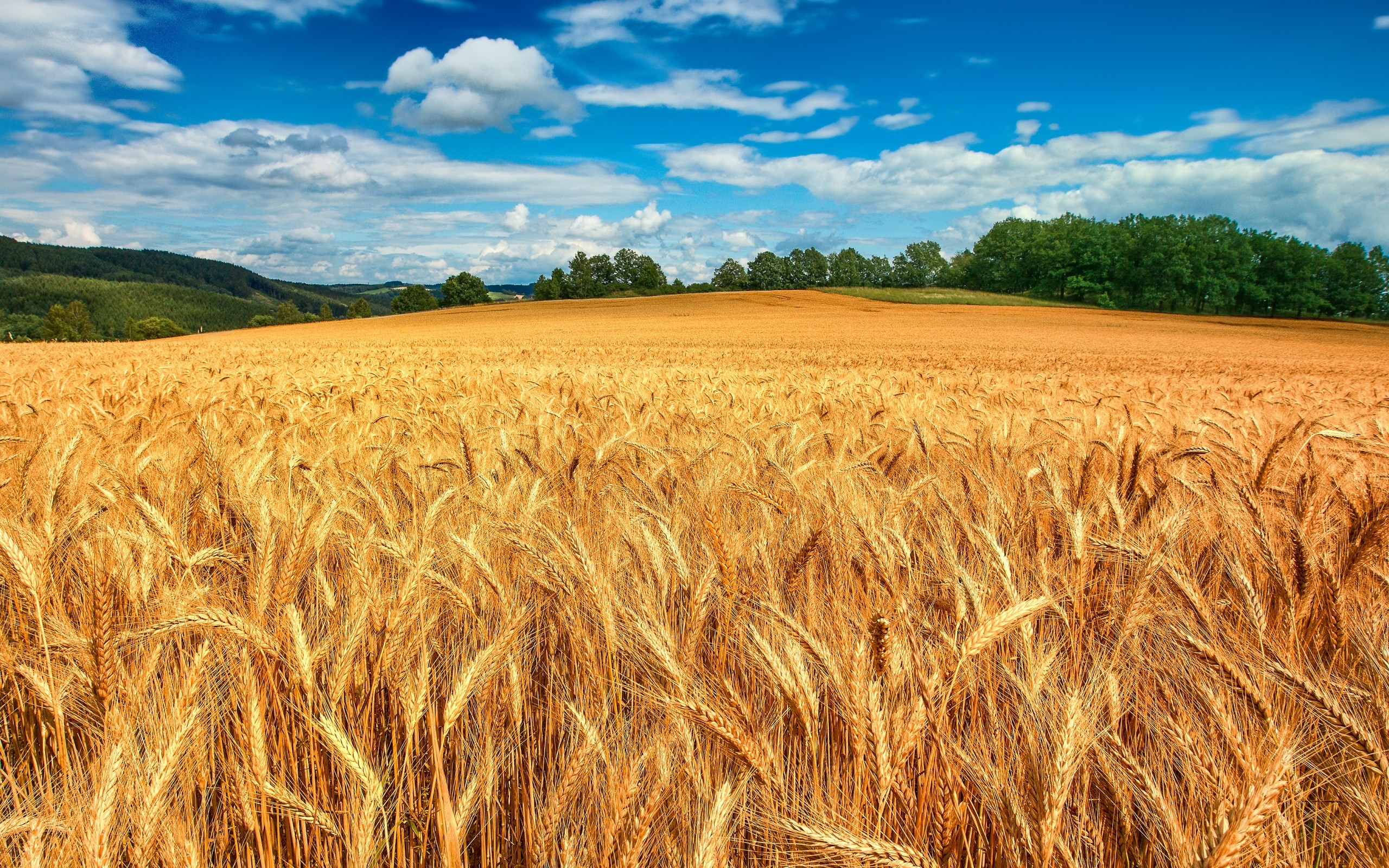 Summer Wheat Field Spikelets Landscape 2560x1600