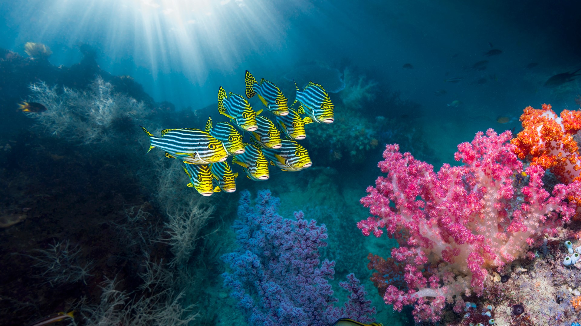 Nature Coral Coral Reef Fish Underwater Ambon Indonesia Oriental Sweetlips Sun Rays 1920x1080