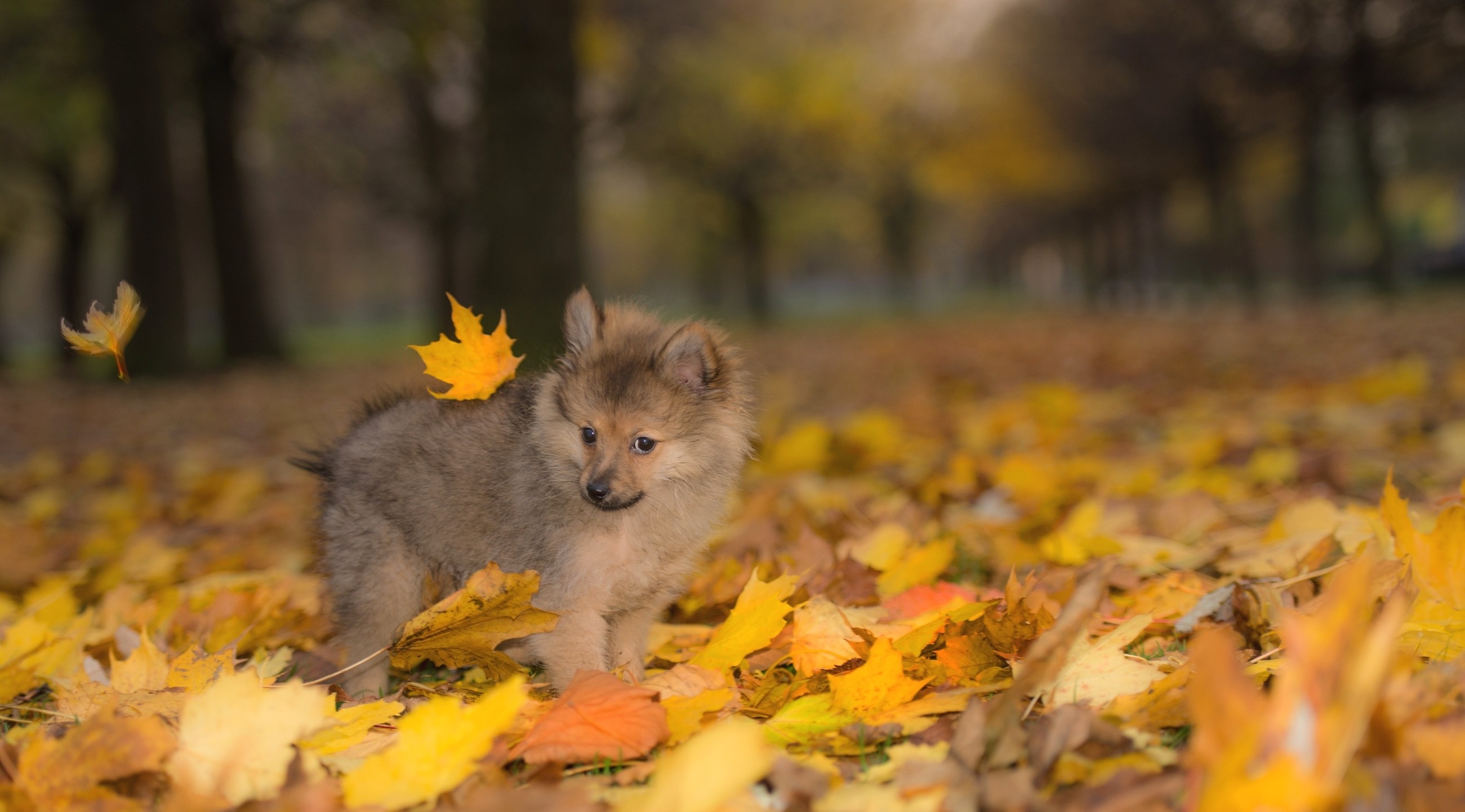 Fall Puppies Dog Leaves Outdoors 2601x1443