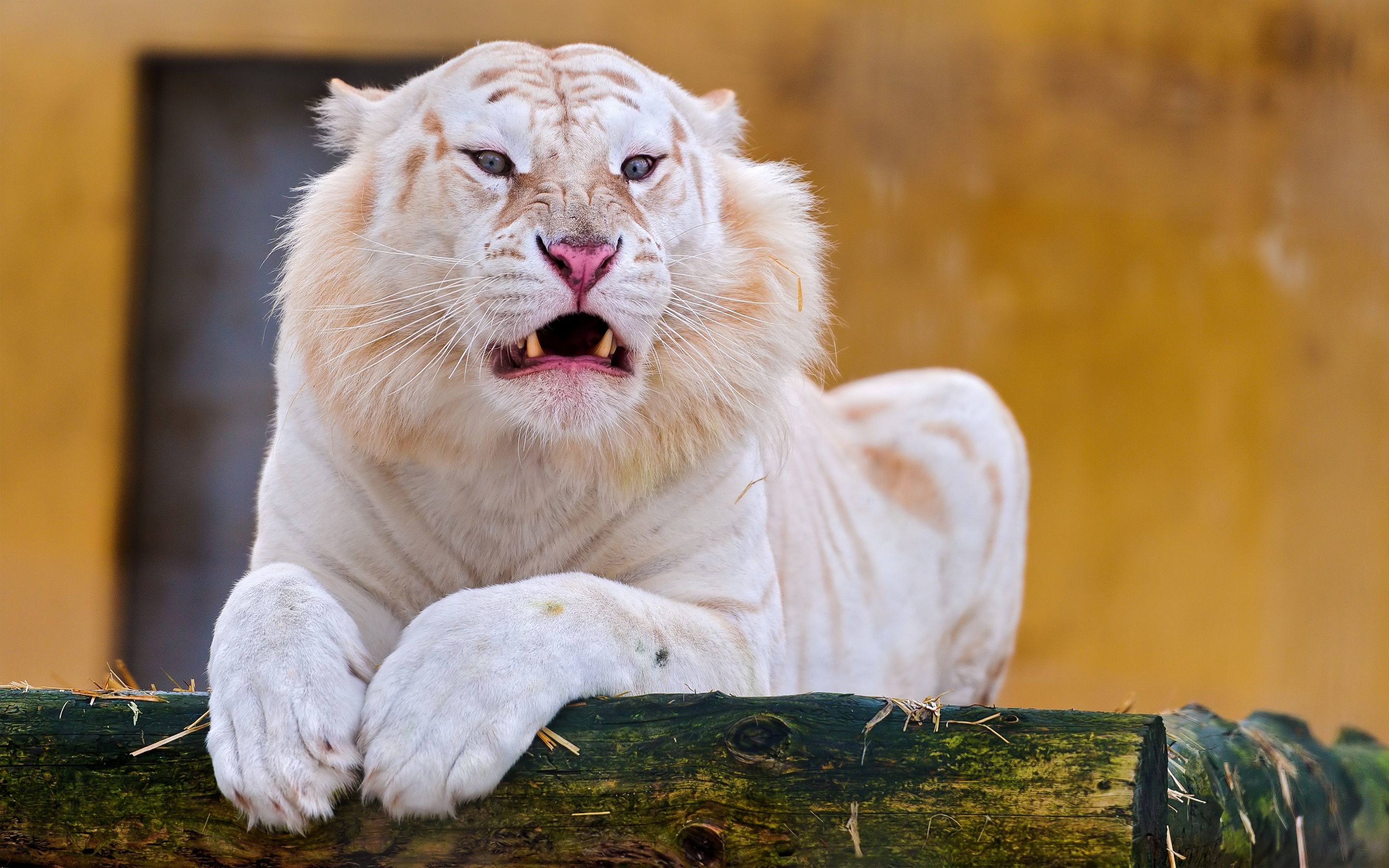 Nature Animals Tiger Albino Wild Cat Wood Fangs White Tigers 2880x1800