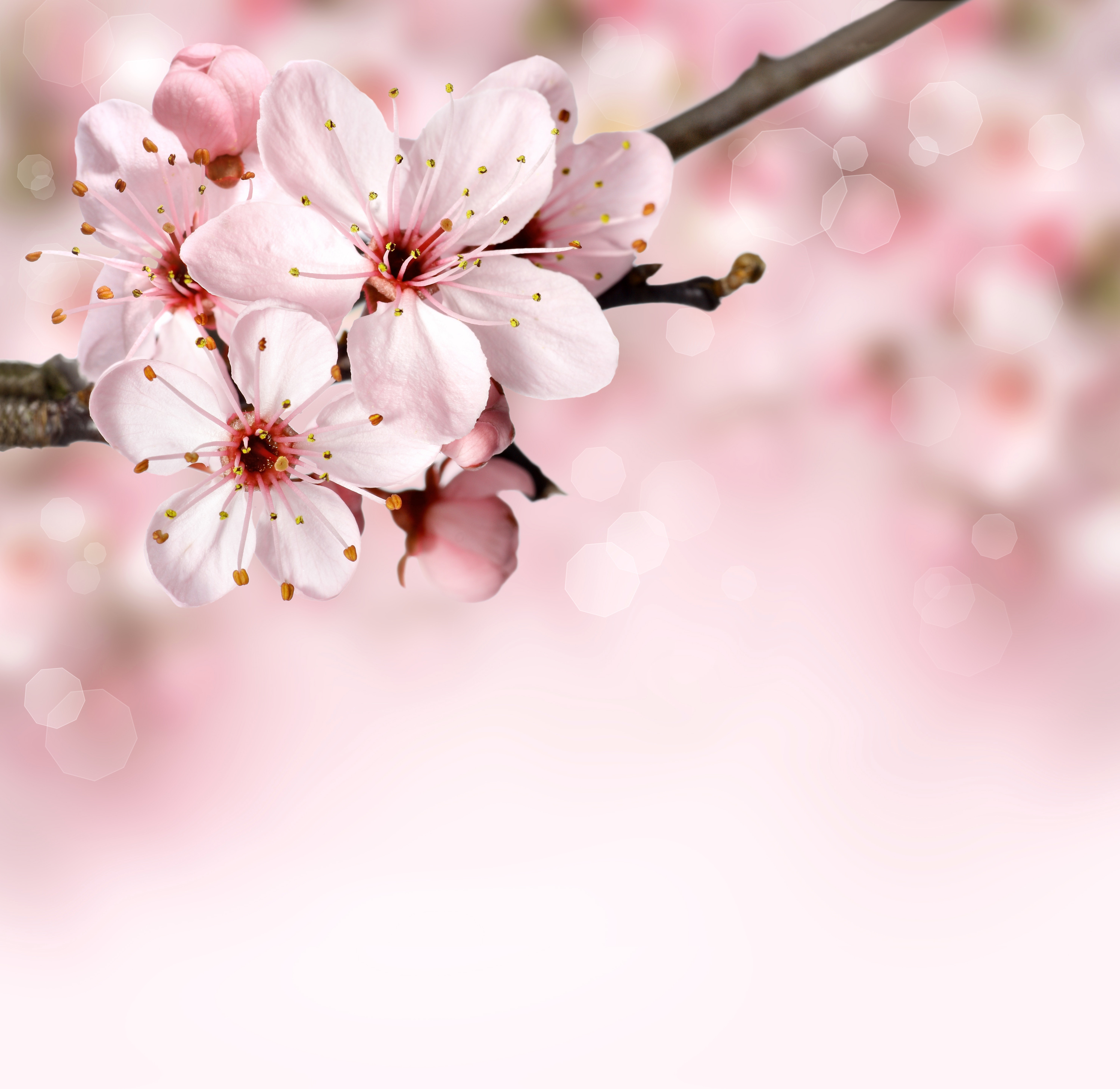 Nature Branch Blossoms 6000x5833