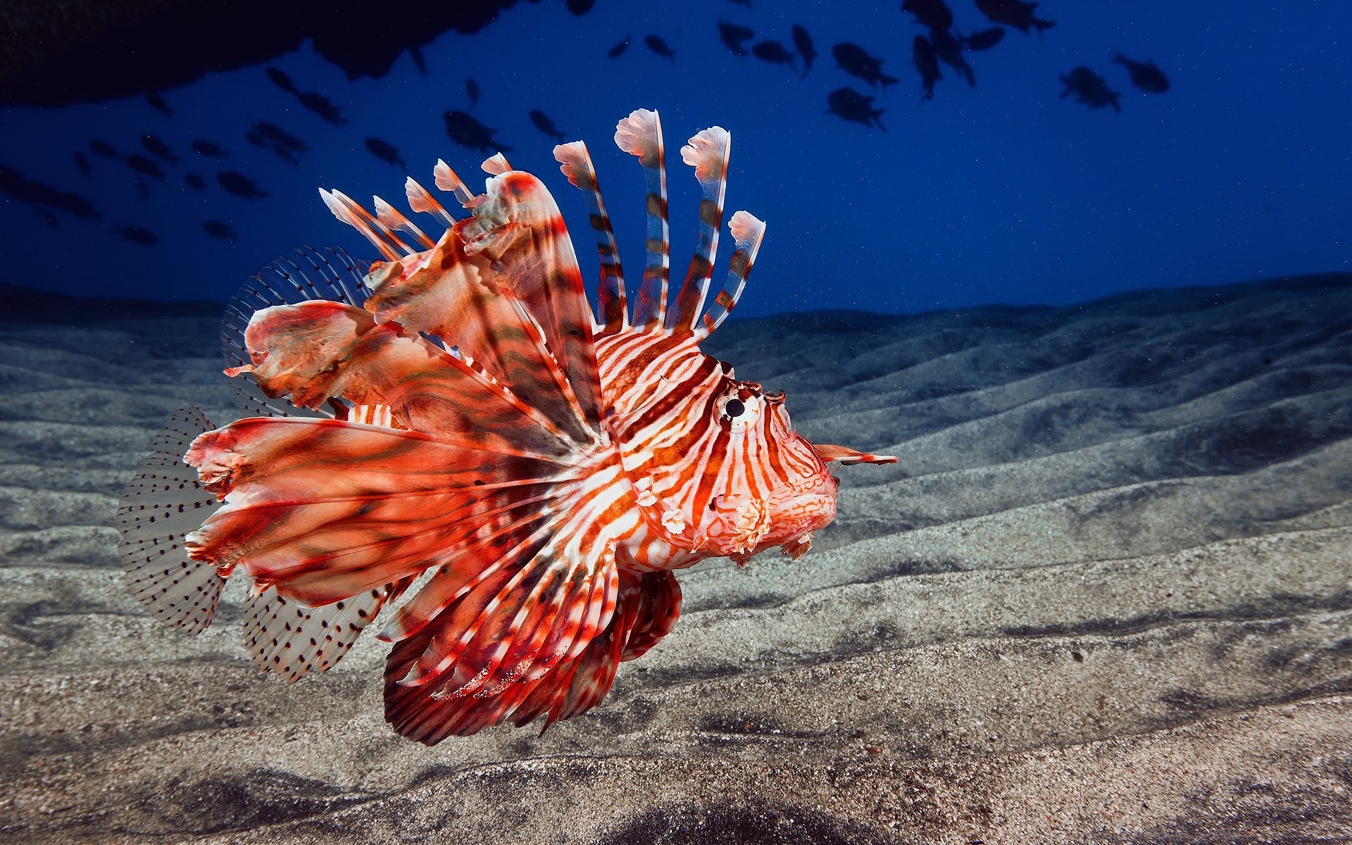 Animals Nature Lionfish Fish 1920x1200