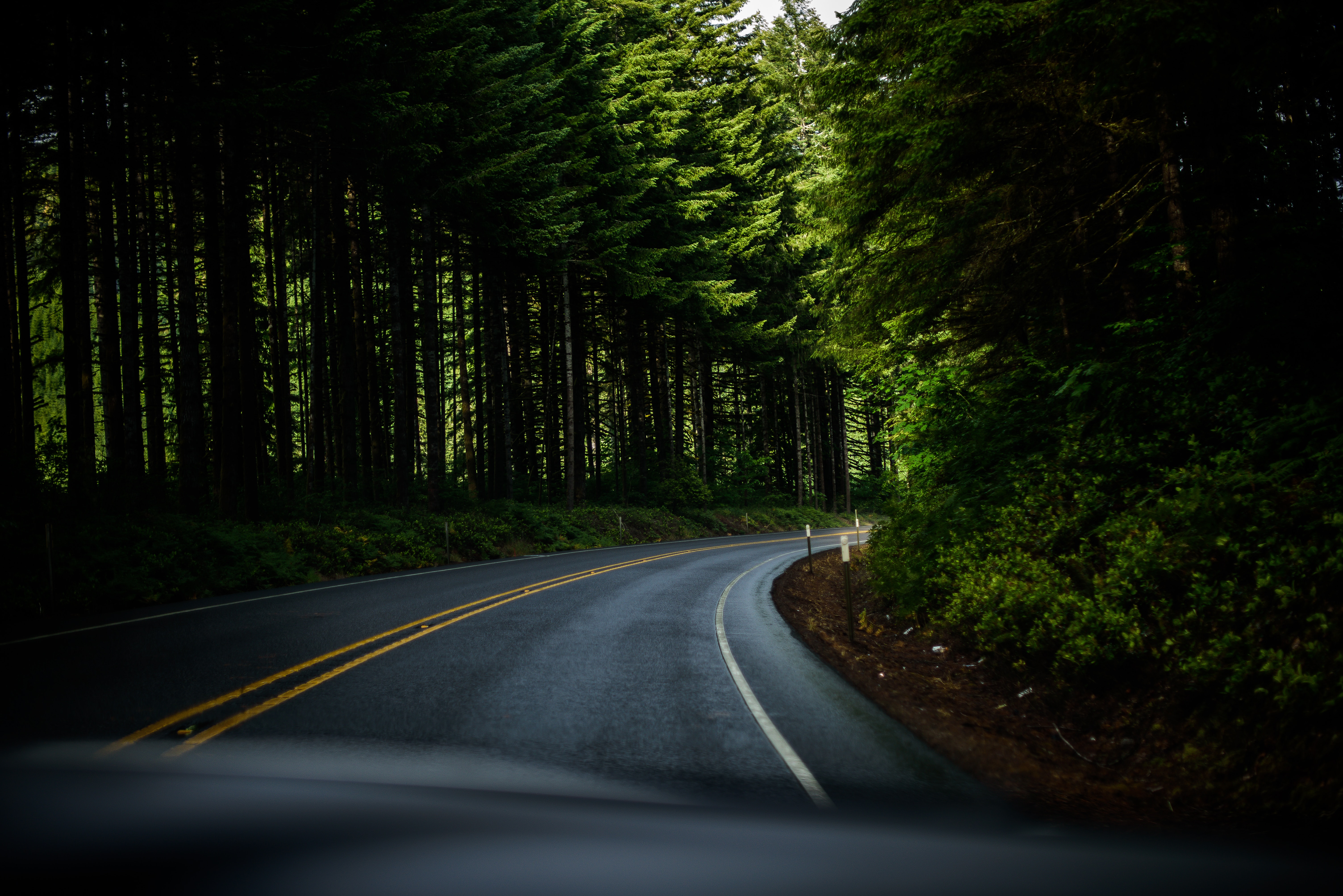 Forest Road Highway Plants Nature Trees Oregon USA Curved 6016x4016