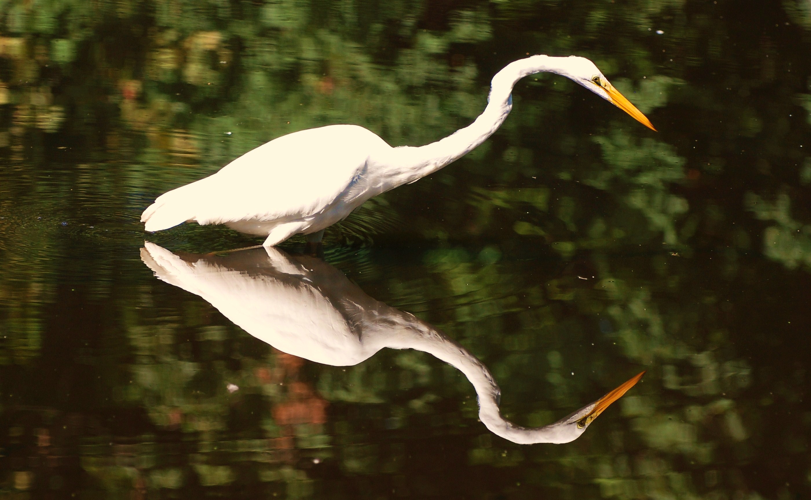 Egret 2801x1728