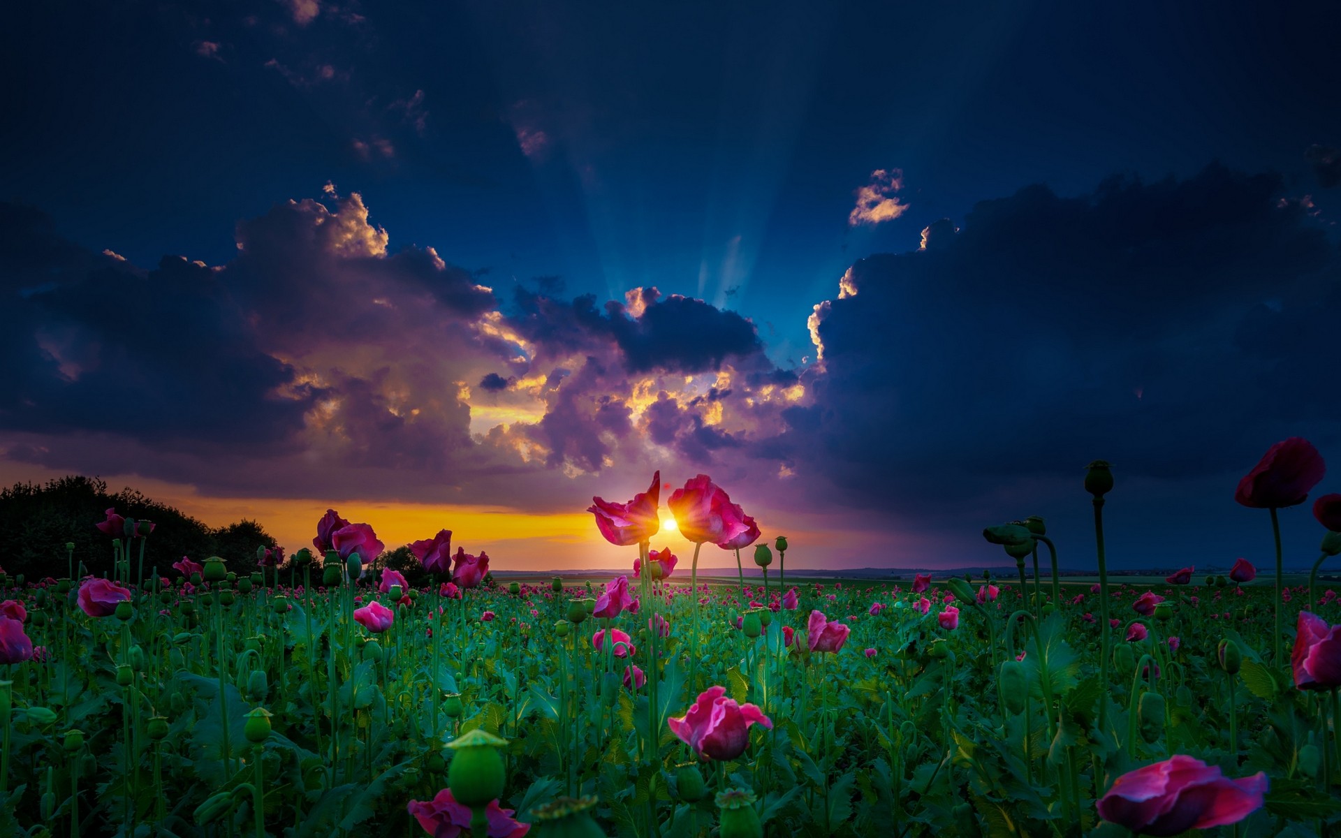 Nature Landscape Sun Rays Sunset Spring Flowers Clouds Green Magenta Field Yellow 1920x1200