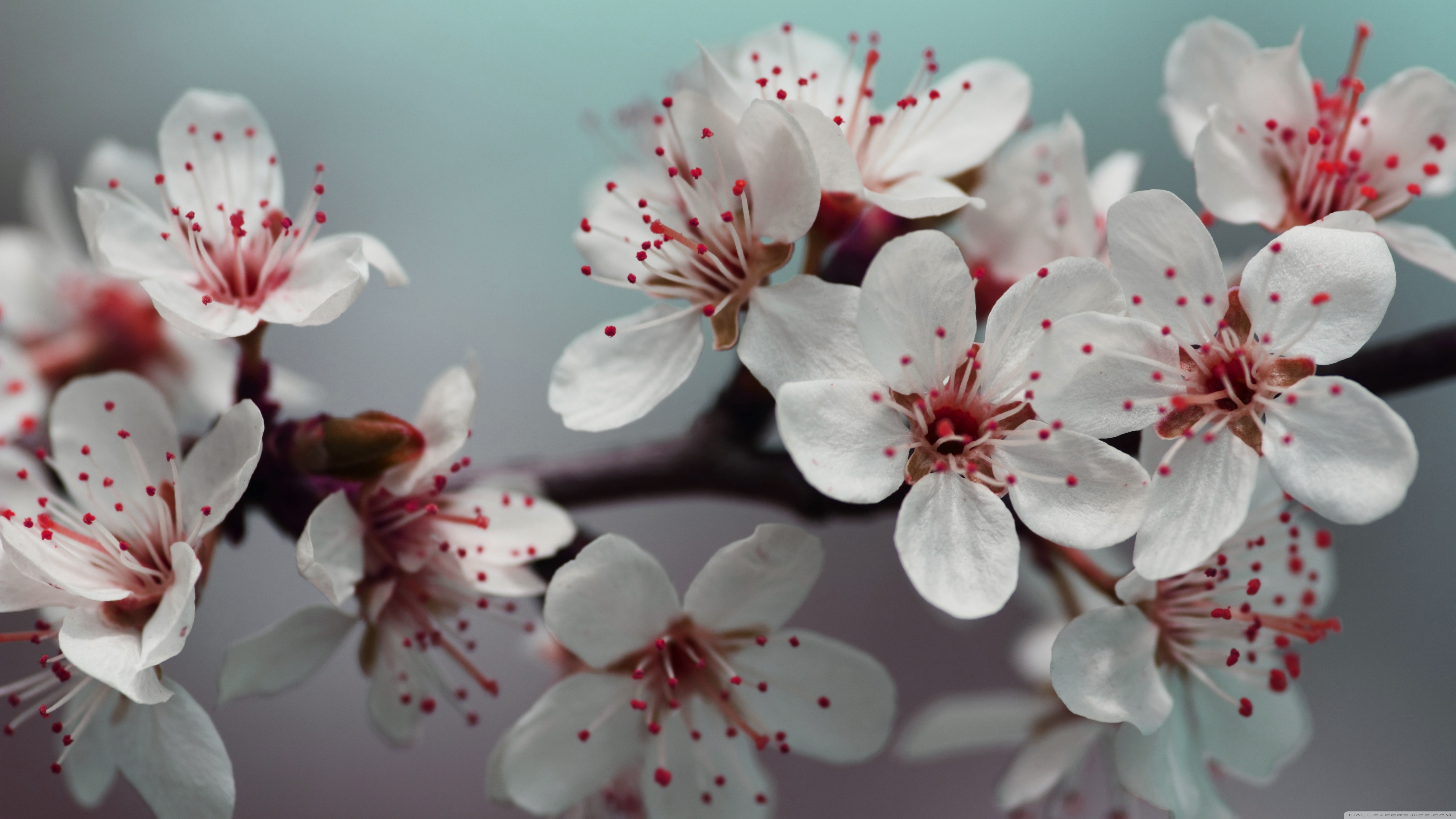 Cherry Blossom Details Flowers Blossom 5120x2880