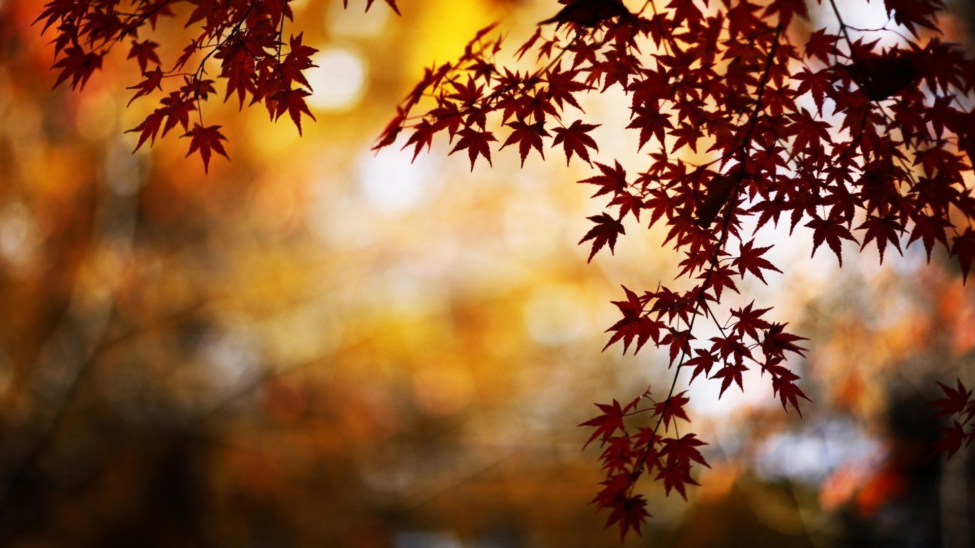 Nature Trees Leaves Bokeh Maple Leaves Lights Fall Water 1920x1080