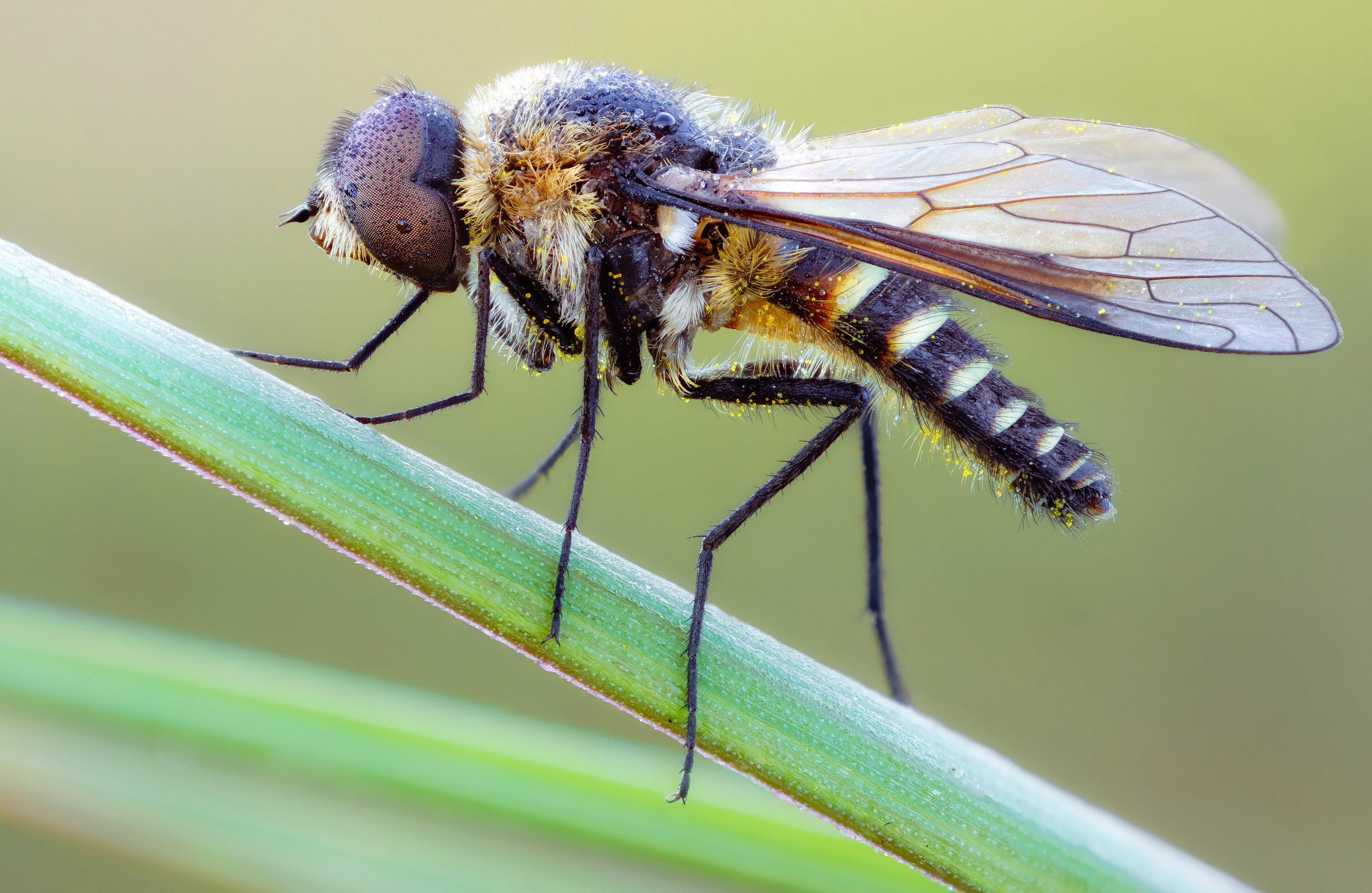 Animal Hoverfly 3600x2343