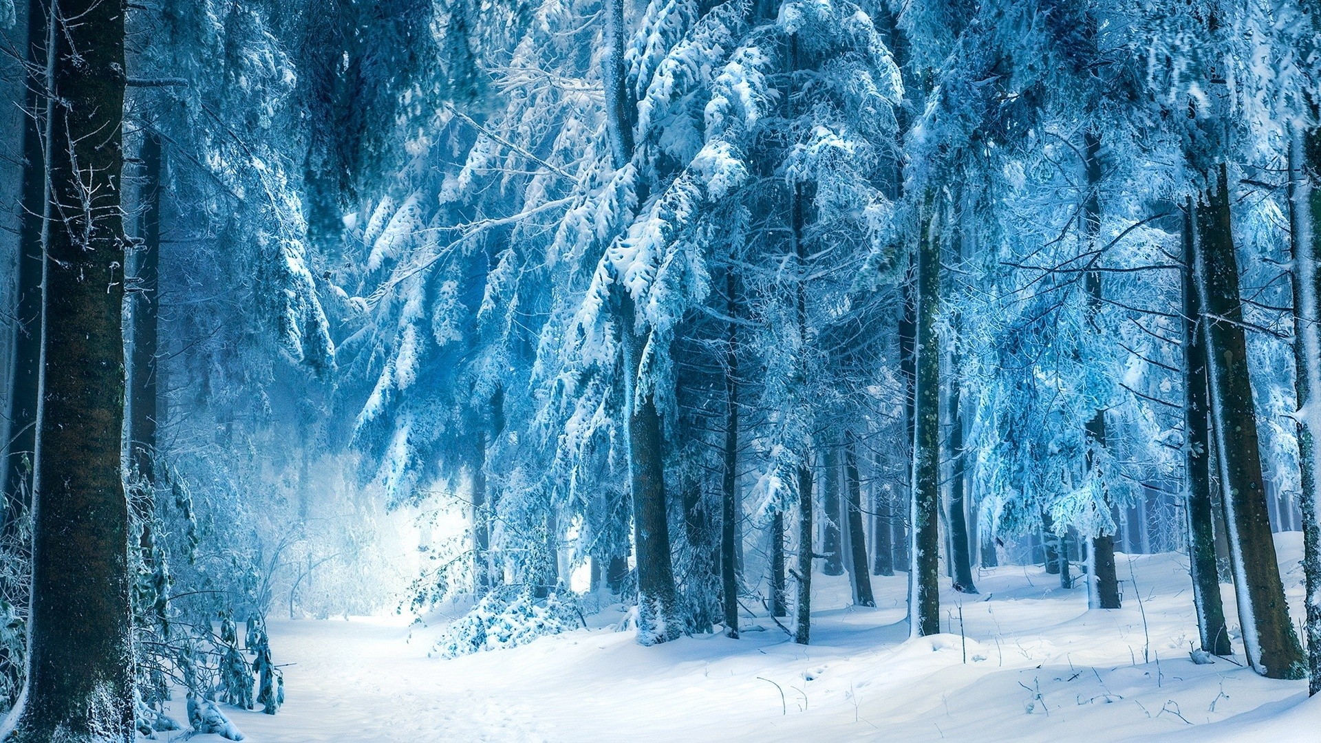 Nature Winter Snow Landscape Trees Forest Frost Branch Cyan Deep Forest 1920x1080